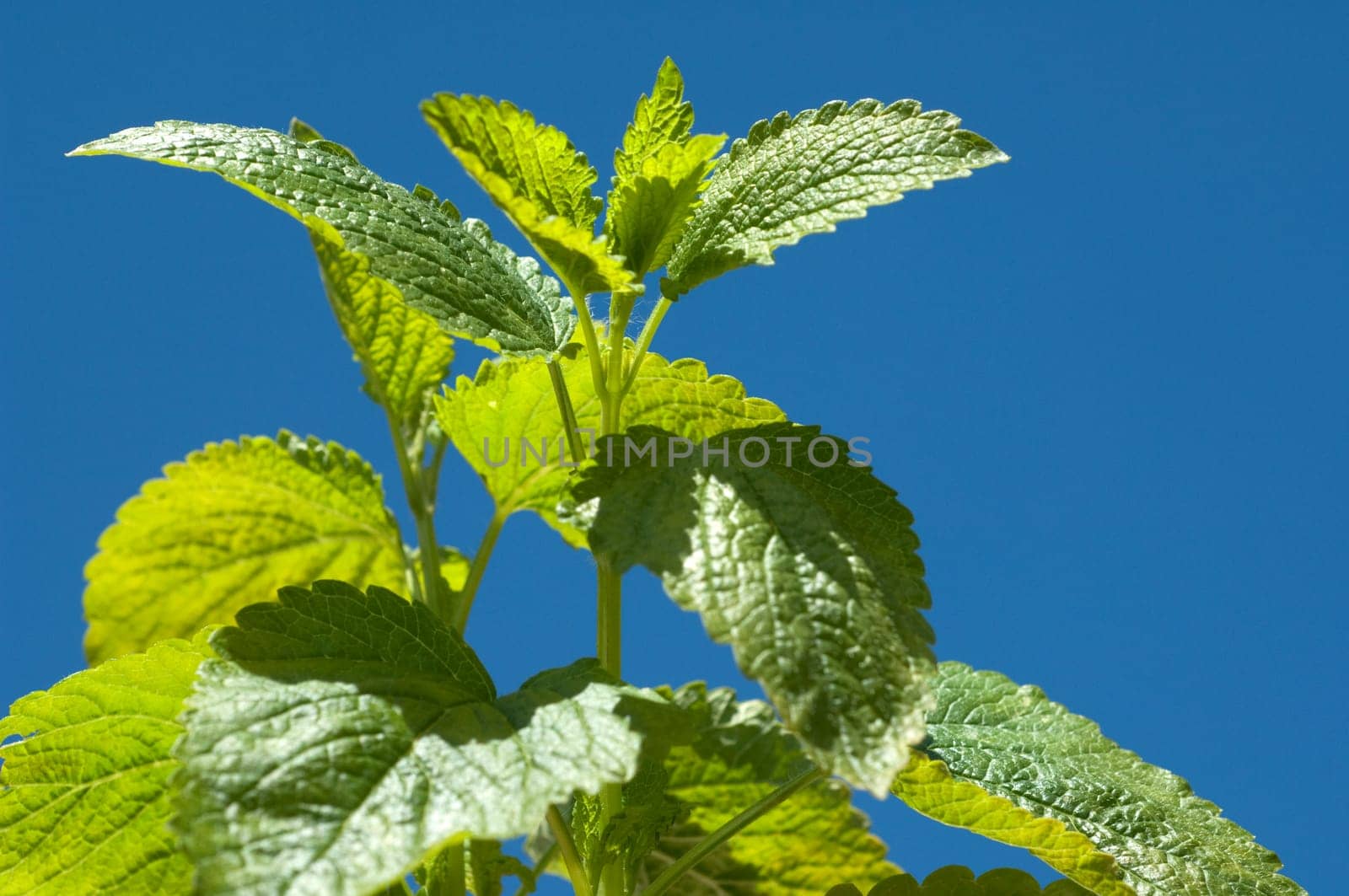 Zitronenmelisse  Melissa  officinalis