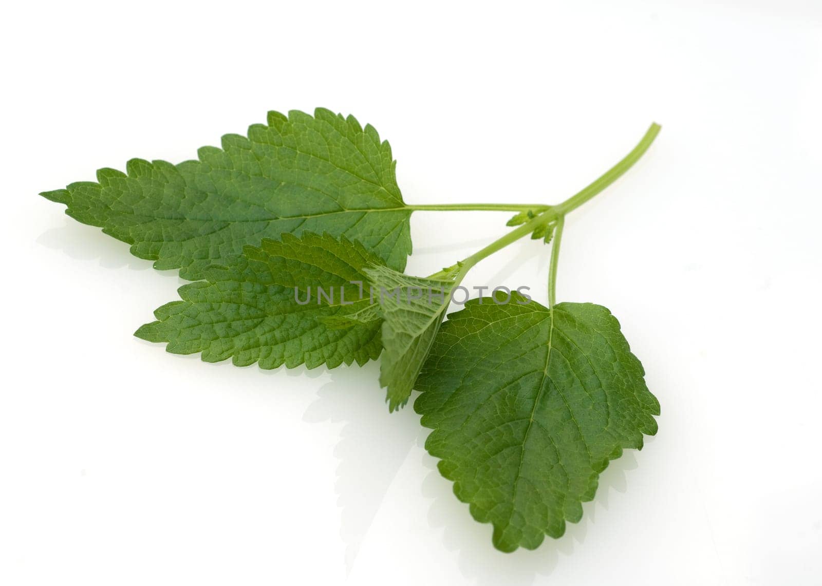 Kraeuterpflanze Zitronenmelisse  Melissa, officinalis, - Bei der Verwendung ausserhalb journalistischer Berichterstattung (z.B. Werbung etc.) bitte vorher mit dem Autor Kontakt aufnehmen..[CREDIT: Copyright - Manfred Ruckszio – Alfred-Delp-Strasse 17 – 65232 Taunusstein – phone +49-6128-23745 – m-ruckszio@web.de - Belegexemplar – Urhebervermerk - Bank: Postbank Frankfurt BLZ 50010060 Konto 165823607] [#0,26,121#].