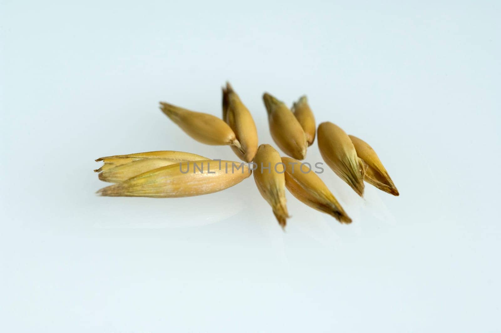 Hafer  Avena  sativa  Haferkorn  Rispe