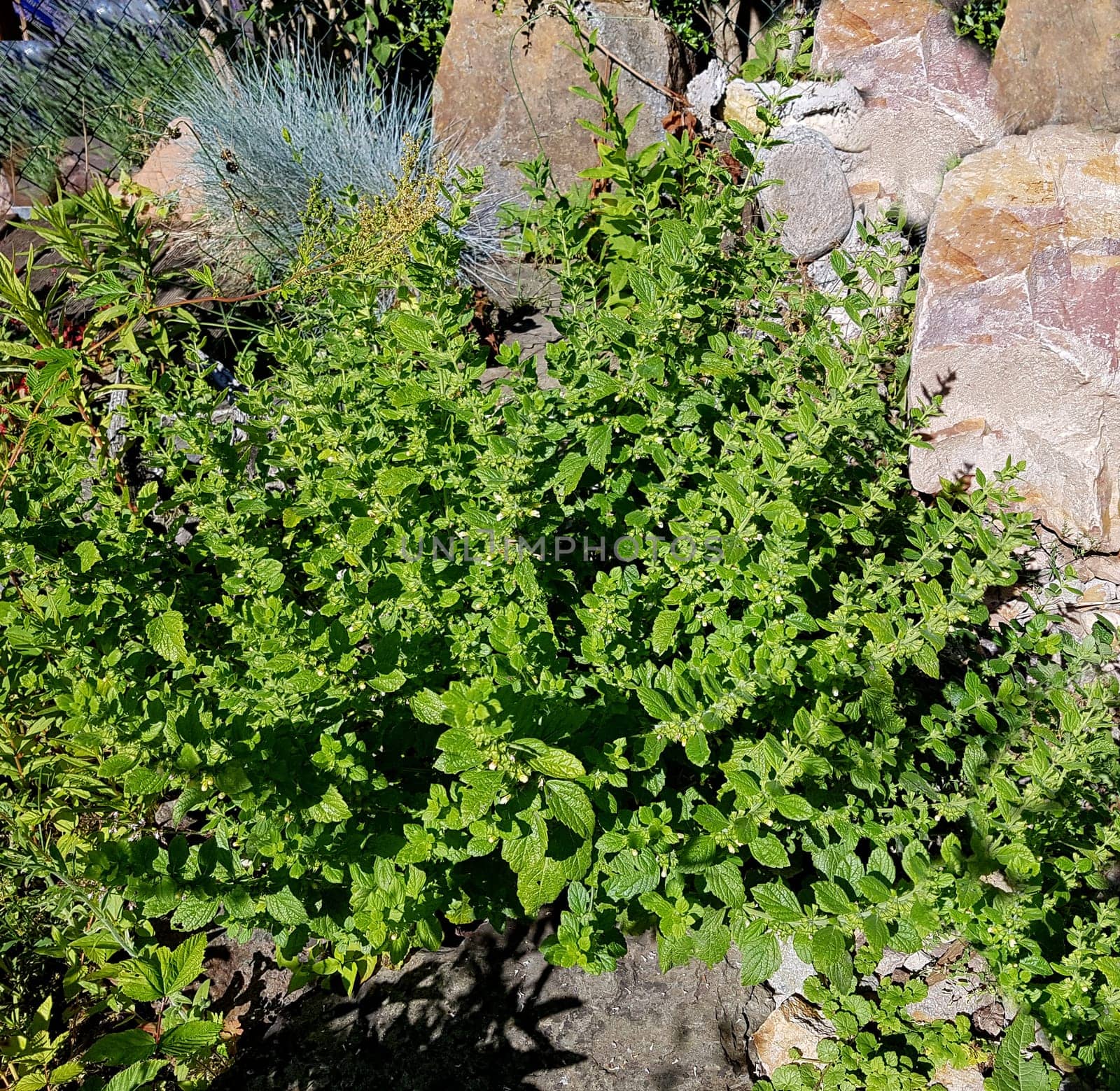 Zitronenmelisse Melissa officinalis, ist eine wichtige Heilpflanze und eine Duftpflanze mit weissen Blueten. Sie ist eine schoene Staude und wird auch in der Medizin verwendet. Lemon balm Melissa officinalis, is an important medicinal plant and an aromatic plant with white flowers. It is a beautiful perennial and is also used in medicine.