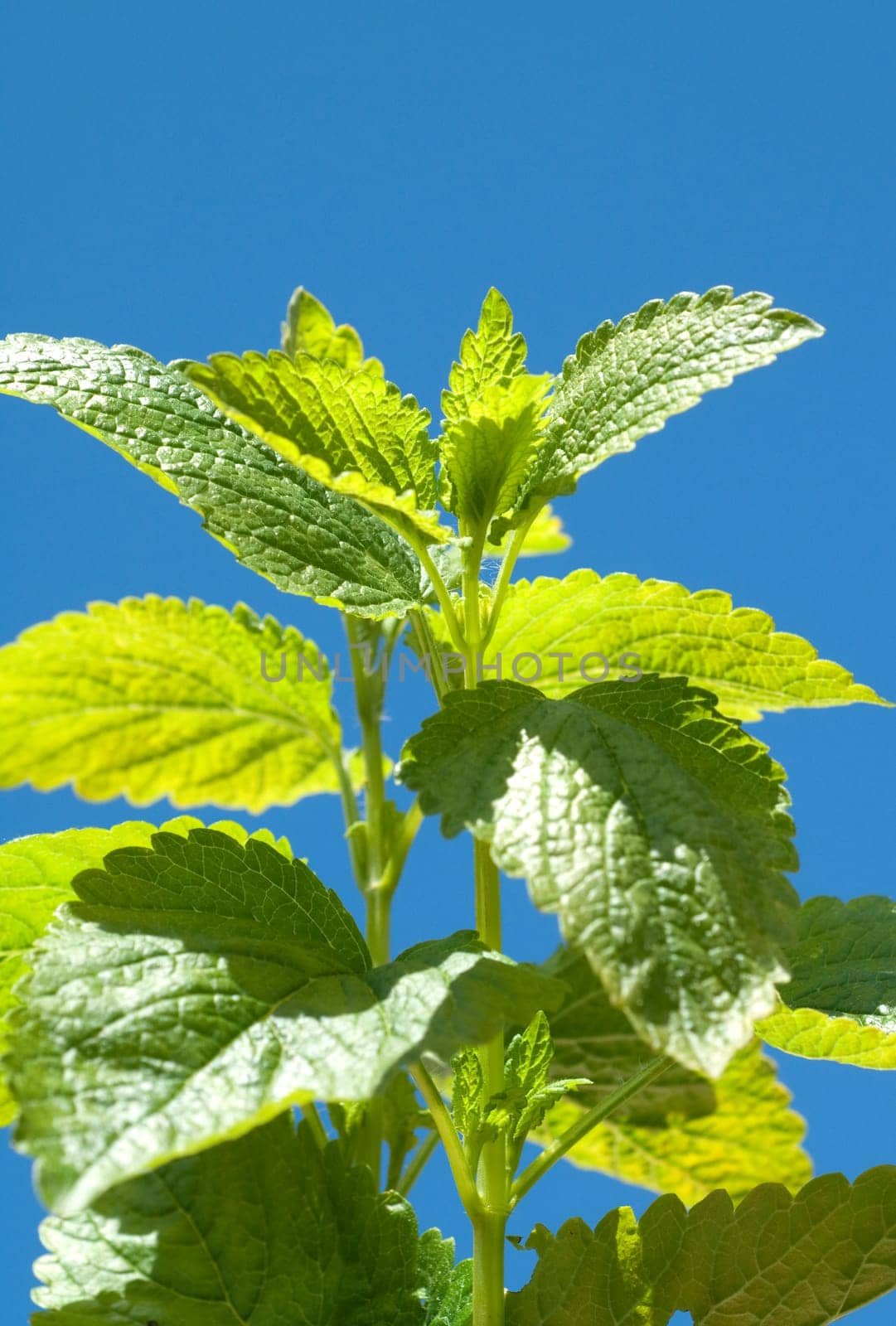 Zitronenmelisse  Melissa  officinalis