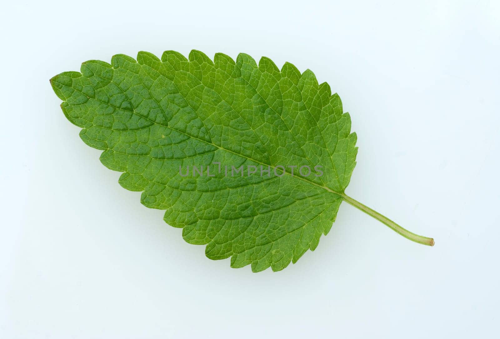 Kraeuterpflanze Zitronenmelisse  Melissa, officinalis, - Bei der Verwendung ausserhalb journalistischer Berichterstattung (z.B. Werbung etc.) bitte vorher mit dem Autor Kontakt aufnehmen..[CREDIT: Copyright - Manfred Ruckszio – Alfred-Delp-Strasse 17 – 65232 Taunusstein – phone +49-6128-23745 – m-ruckszio@web.de - Belegexemplar – Urhebervermerk - Bank: Postbank Frankfurt BLZ 50010060 Konto 165823607] [#0,26,121#].