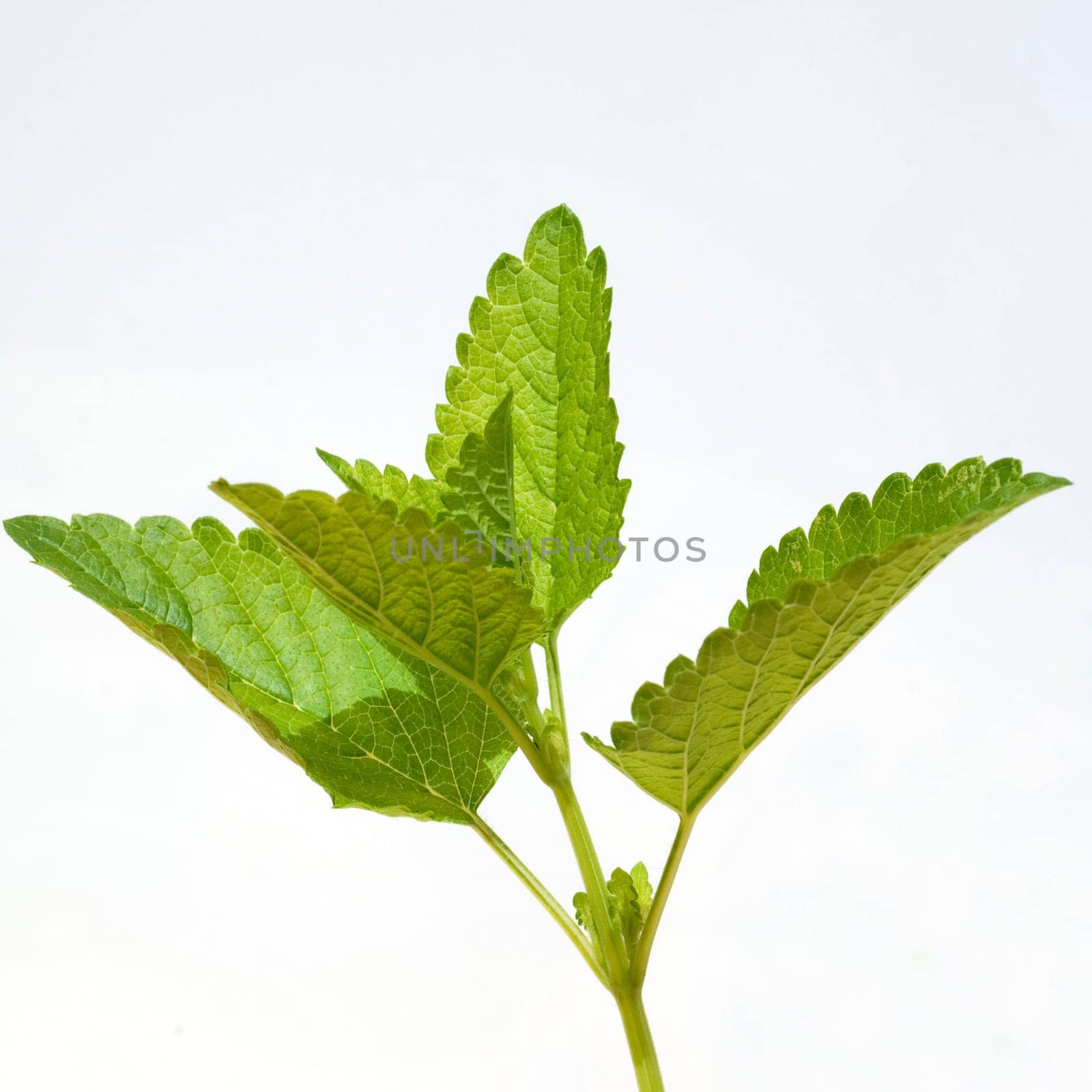 Zitronenmelisse  Melissa  officinalis  Lemon balm