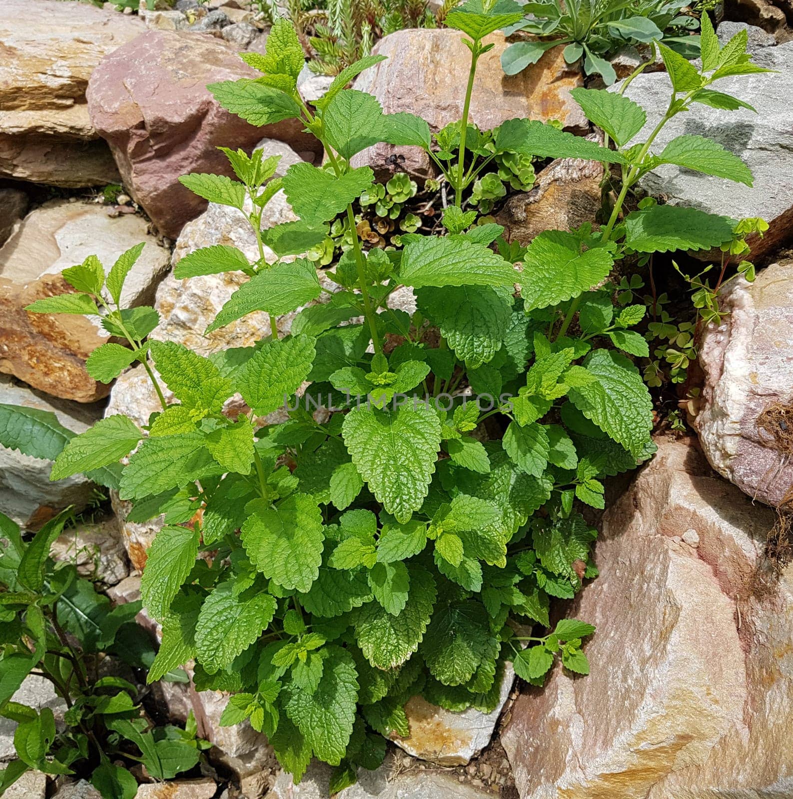 Zitronenmelisse  Melissa  officinalis, Heilpflanze  Kraeuter