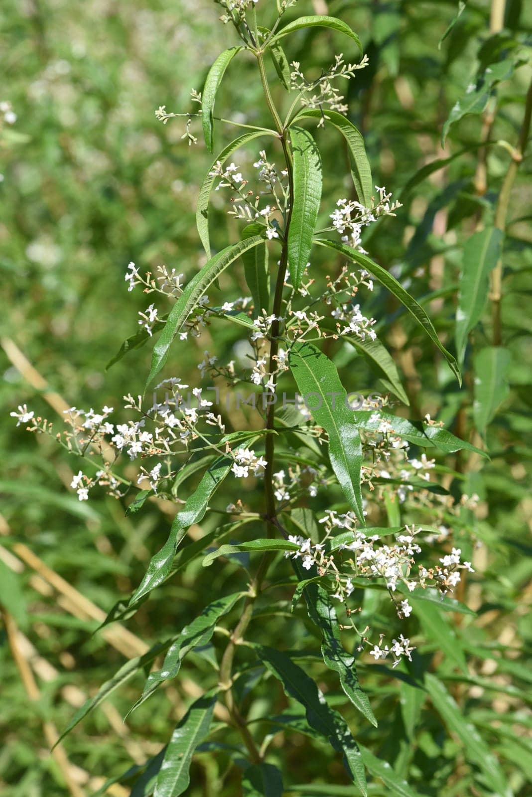 Zitronenverbene  Verveine  Lippia  citrodora, Heilpflanze, Bachbluete