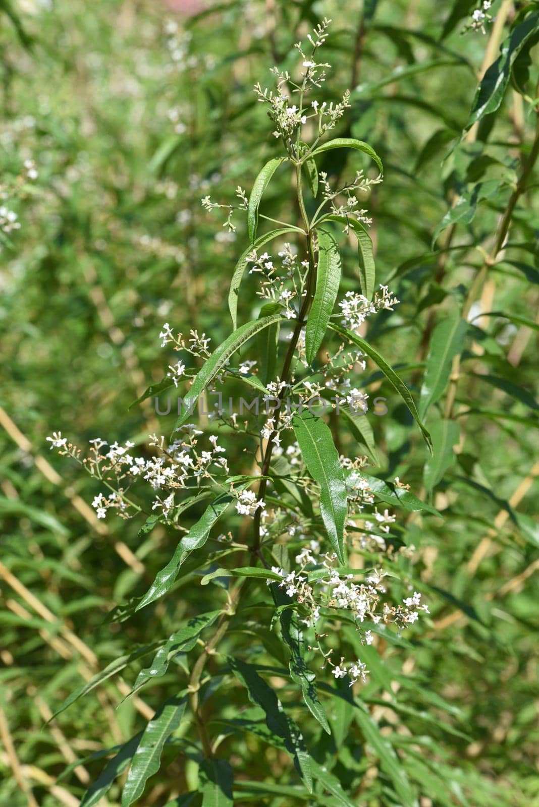 Zitronenverbene  Verveine  Lippia  citrodora, Heilpflanze, Bachbluete
