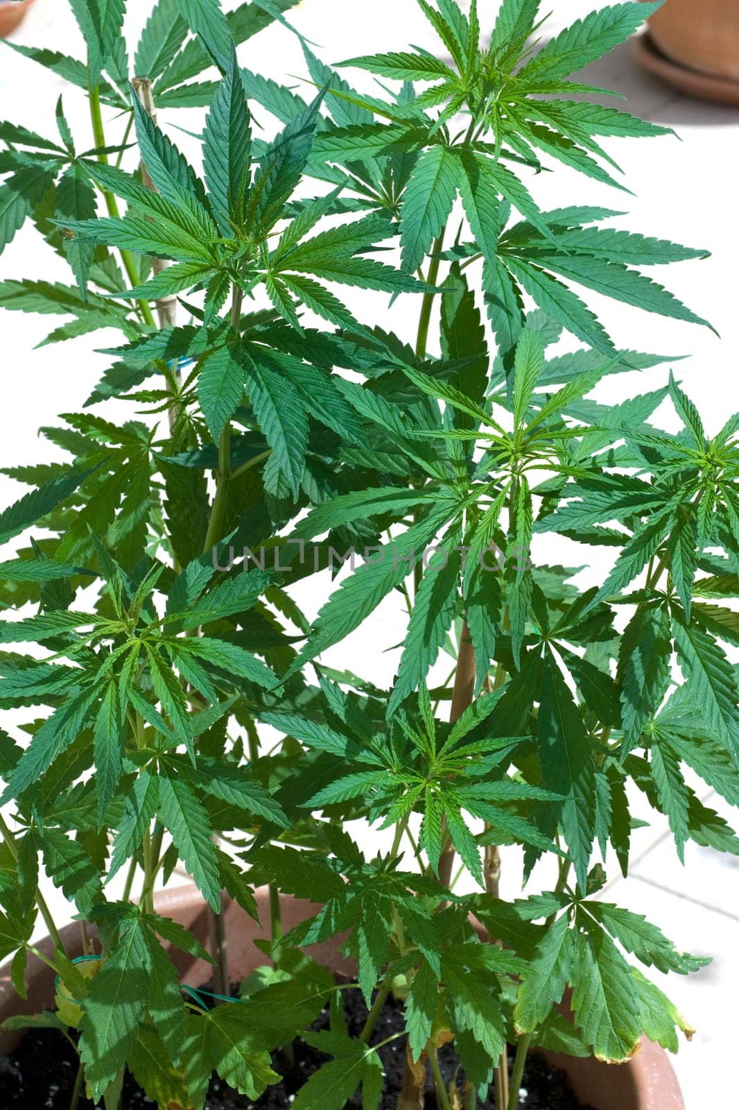hanf, cannabis, sativa, Hanfblaetter