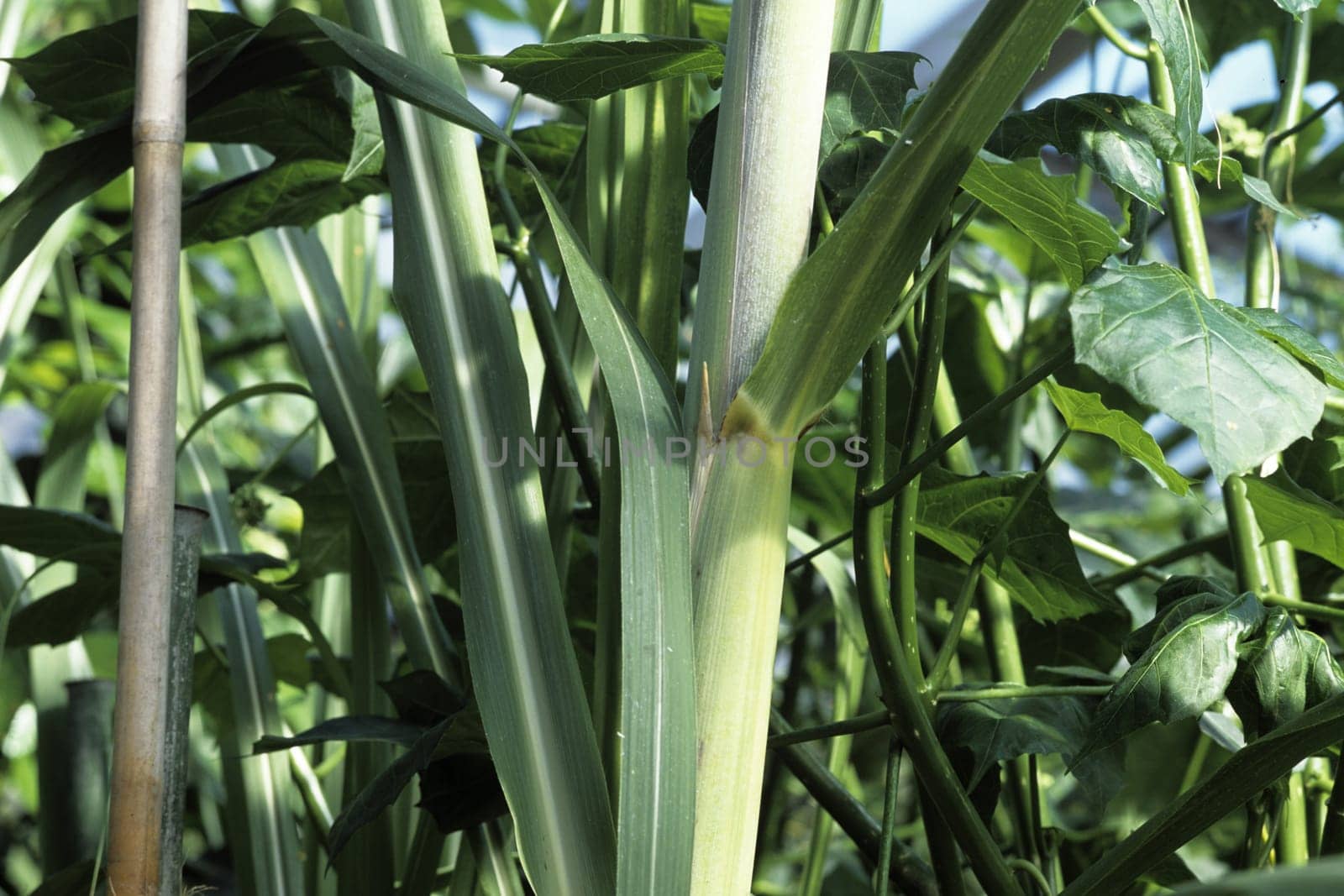 Zuckerrohr, Saccharum officinarum, Suessgras, Exotische Frucht, Heilpflanzen