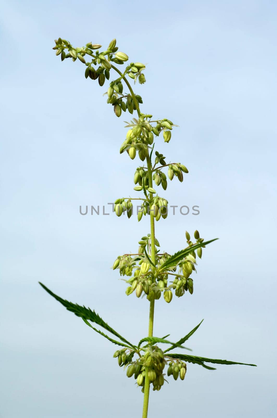 Hanfbluete, maennlich, hanf, cannabis, indica, sativa