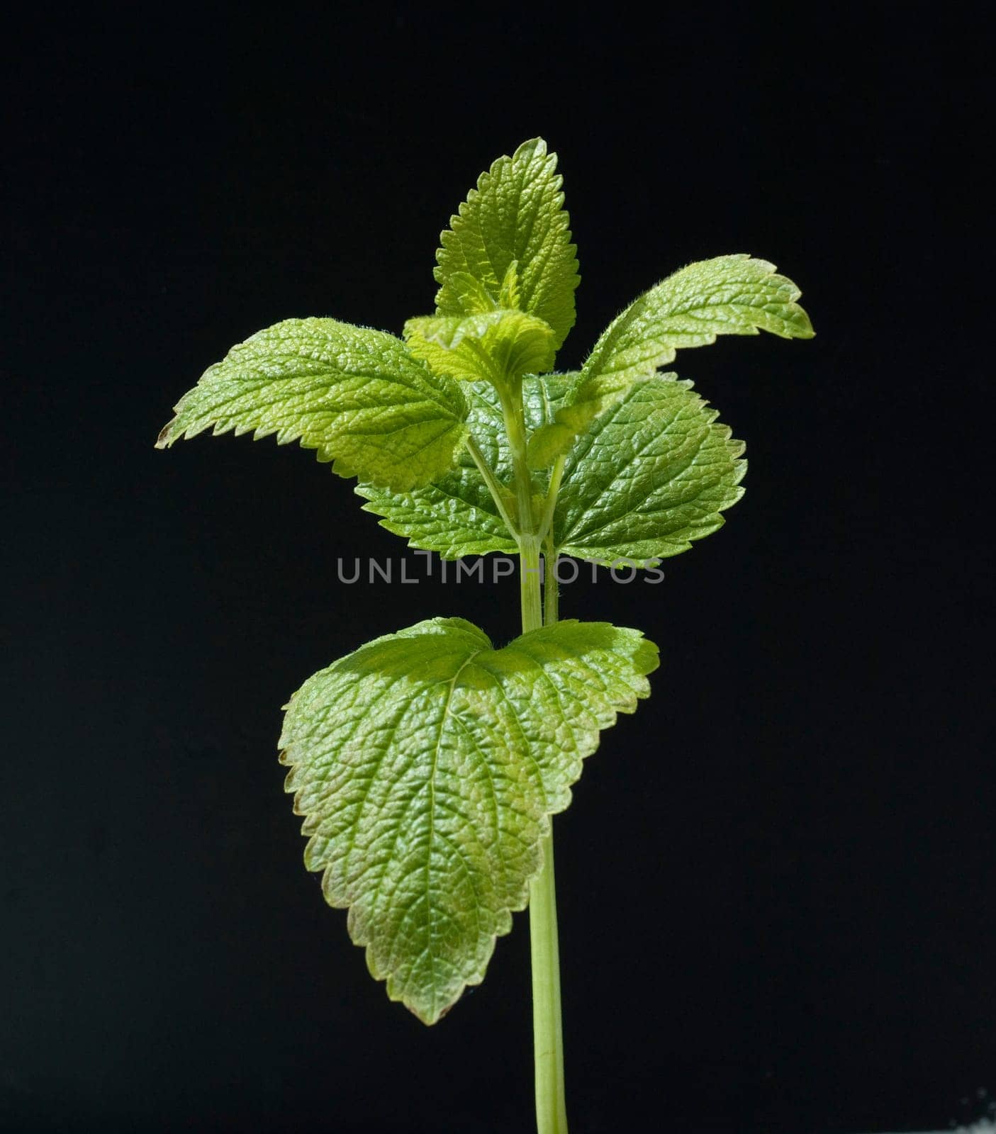 Zitronenmelisse  Melissa, officinalis