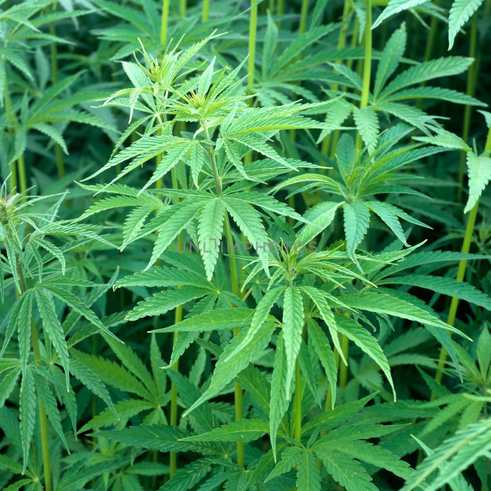 hanf, cannabis, indica