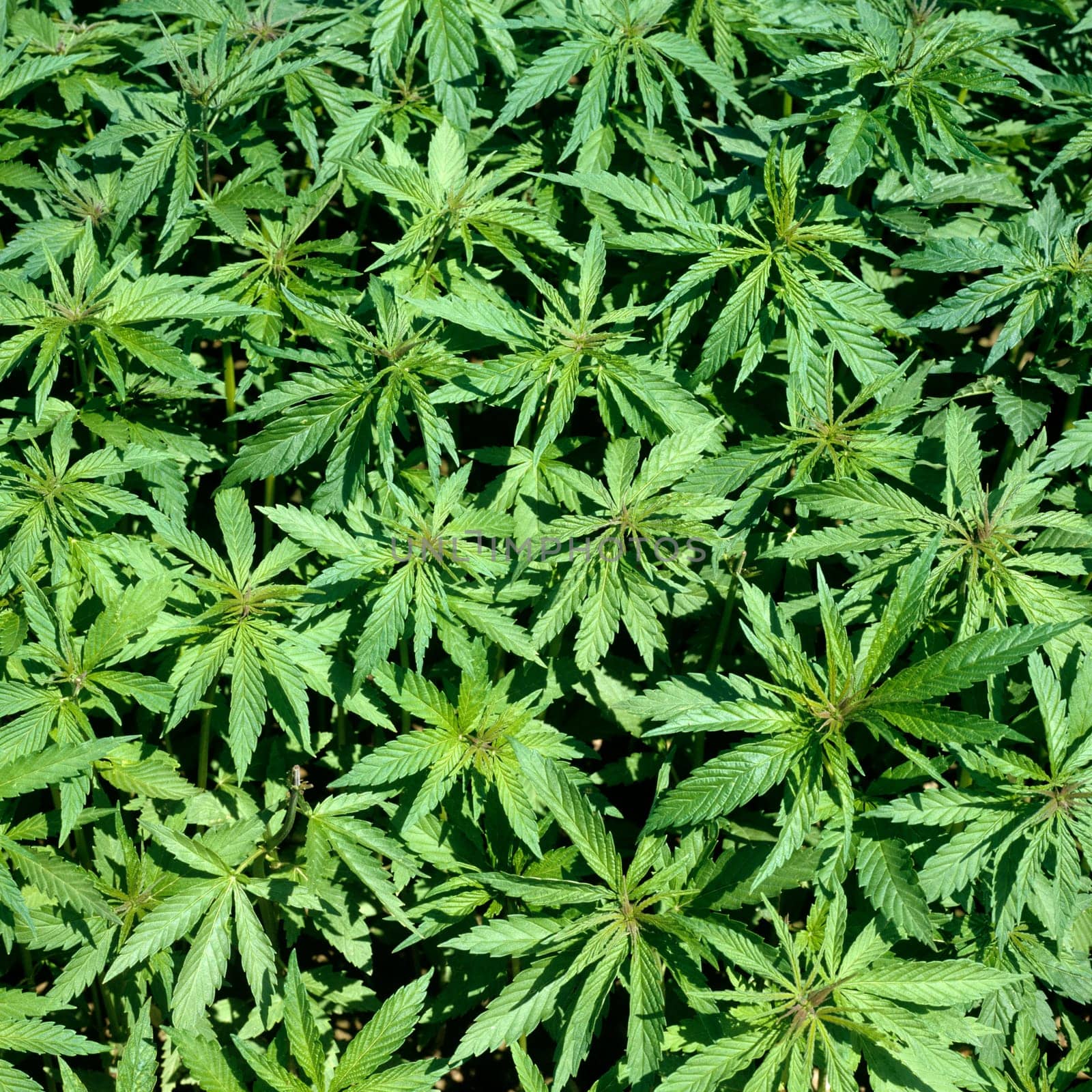 hanfpflanze  cannabis, Hanf