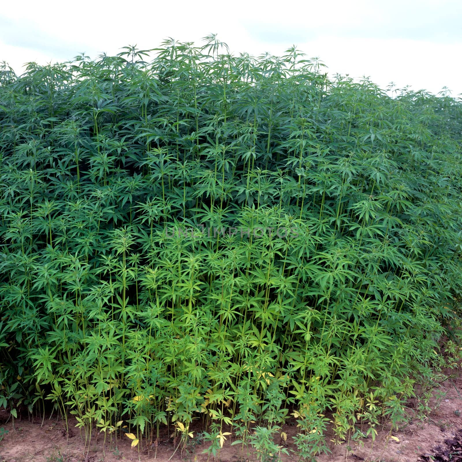 hanfpflanze  cannabis, Hanf