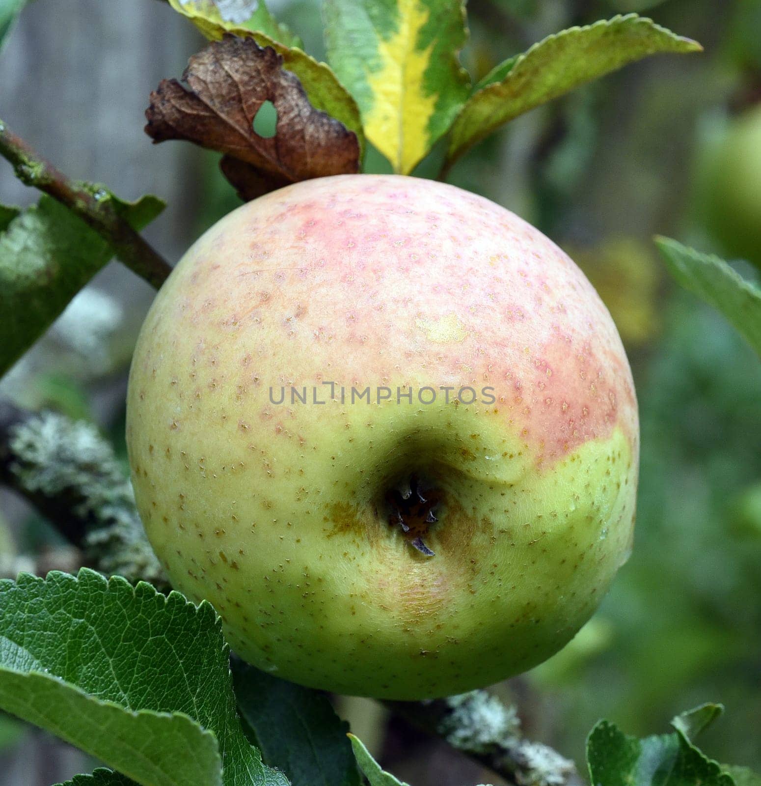 Zuccalmaglio, Apfel, Malus, domestica, Alte Apfelsorte