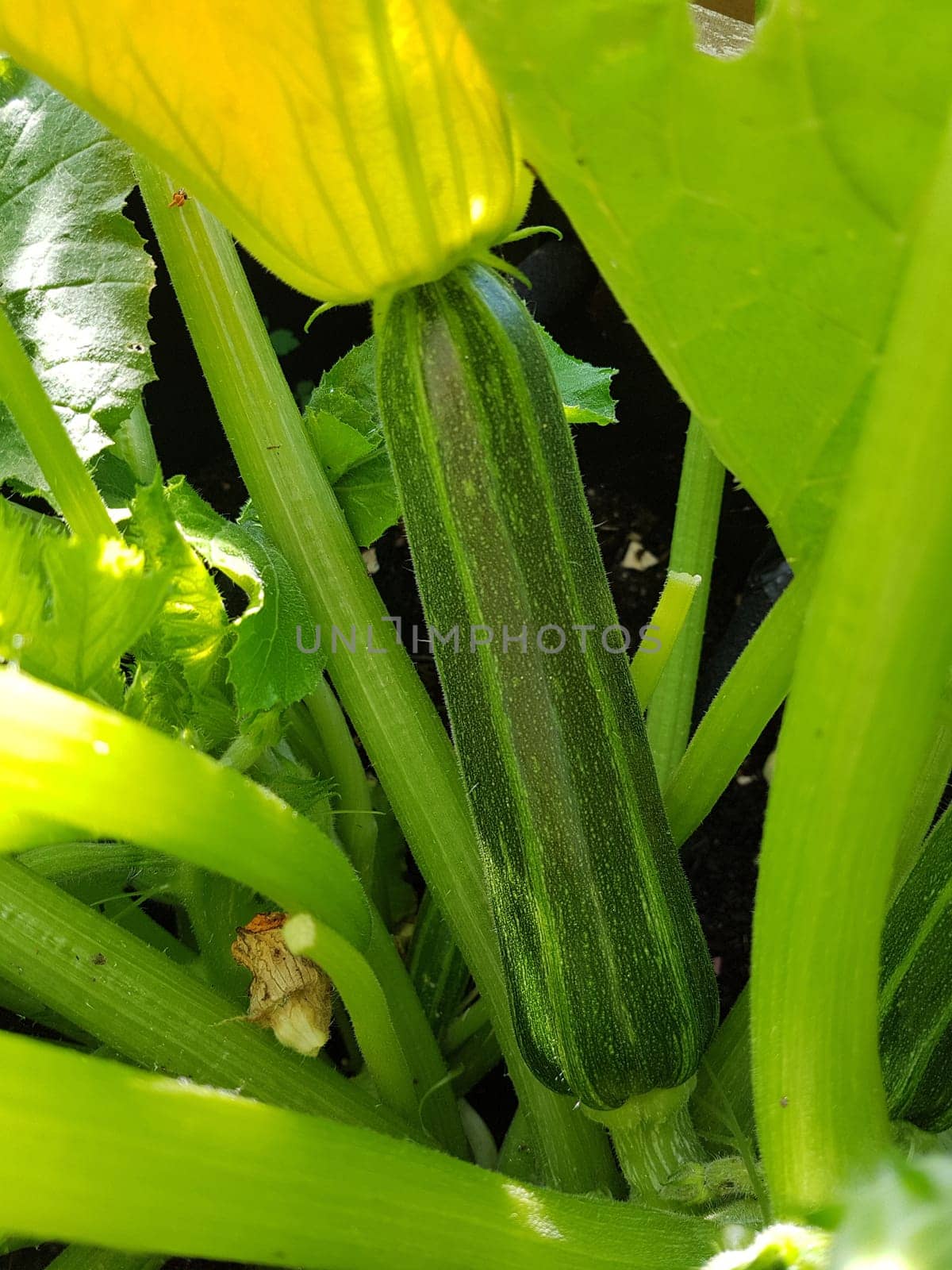 Zucchini, Curcurbita, pepo, Kuerbis, Zucchetti