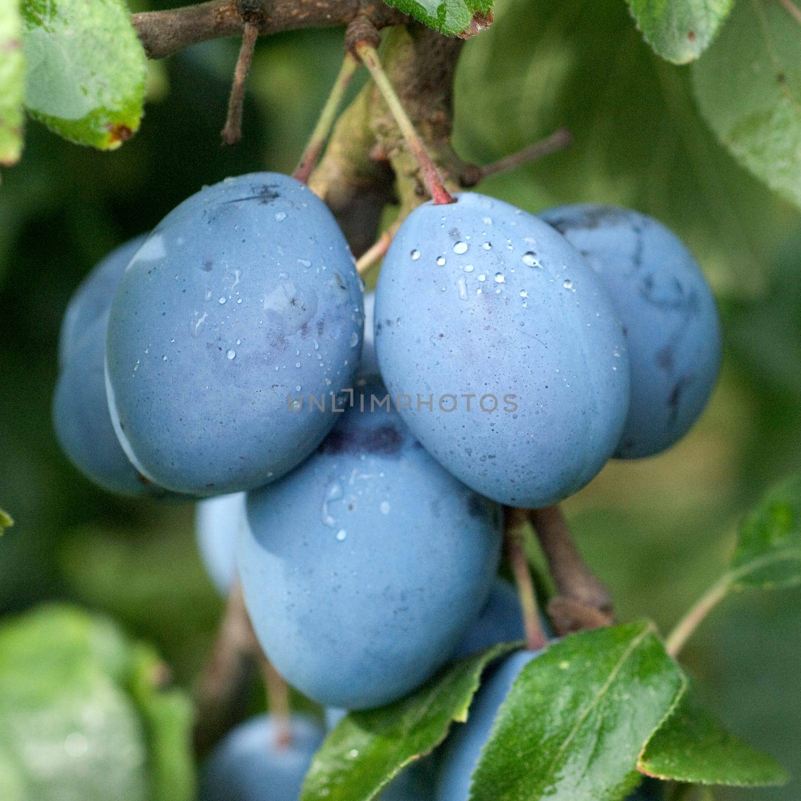 Pflaumen, Prunus, domestica