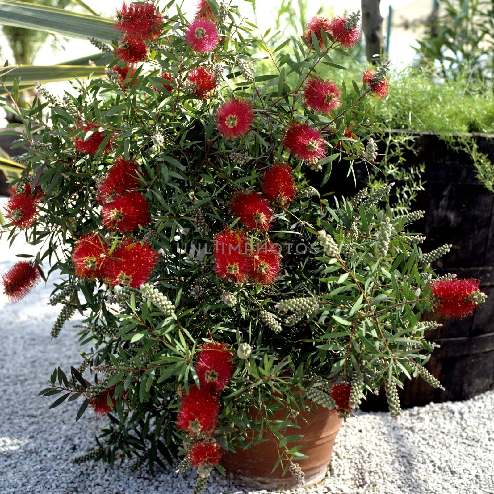 Zylinderputzer, Callistemom citrinus