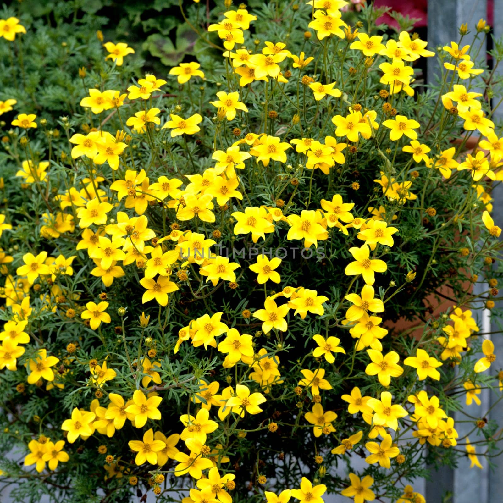 Zweizahn, Bidens ferulifolia