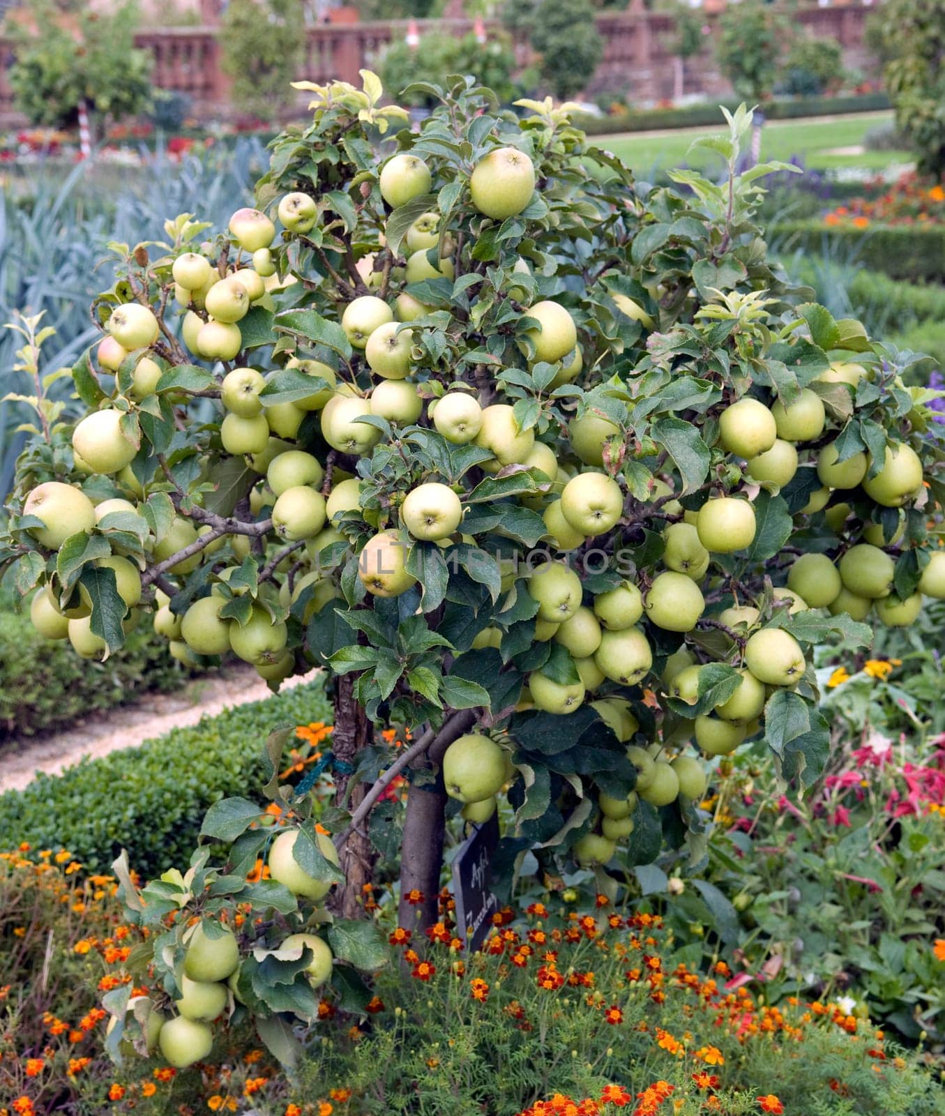 Zwergapfelbaum, Zuccalmaglio