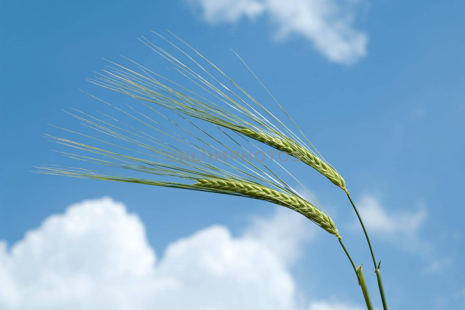 Zweireihige, Gerste  Hordeum  vulgare  Barley