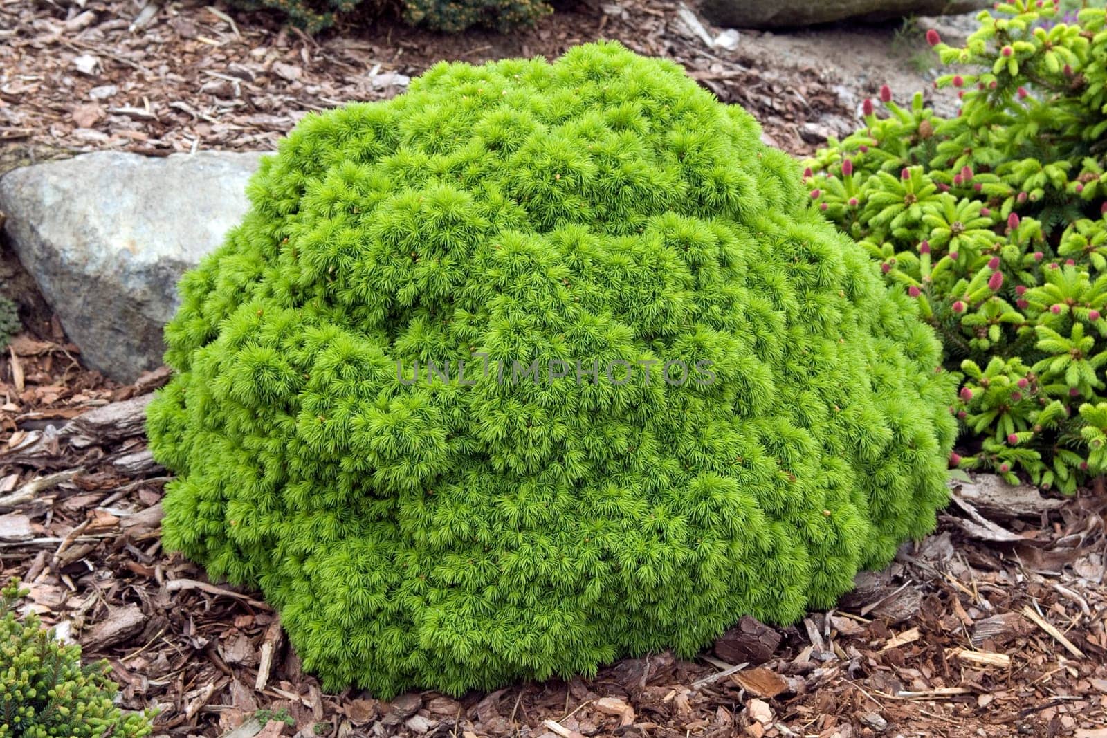 Zwergfichte