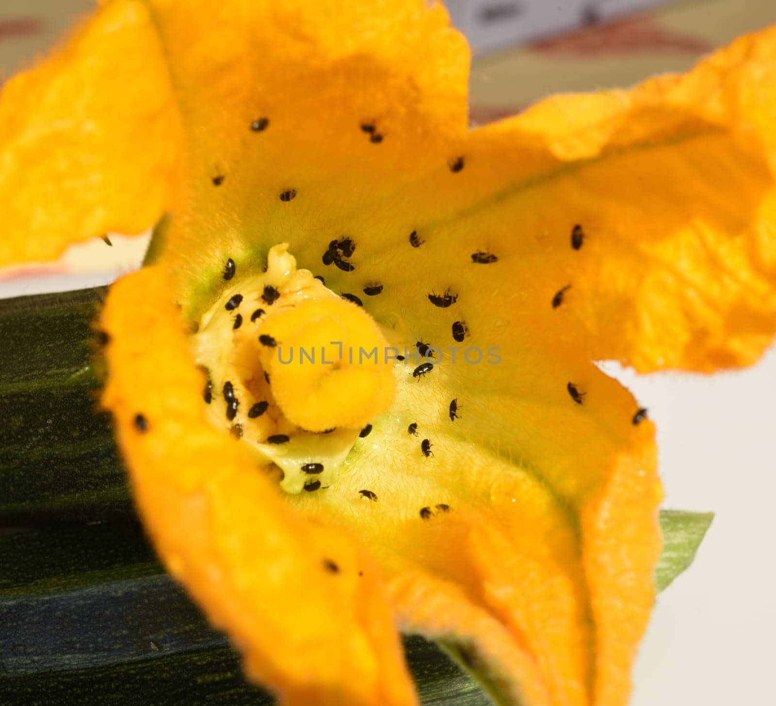 Zucchini, Curcurbita, pepo, Kuerbis, Zucchetti