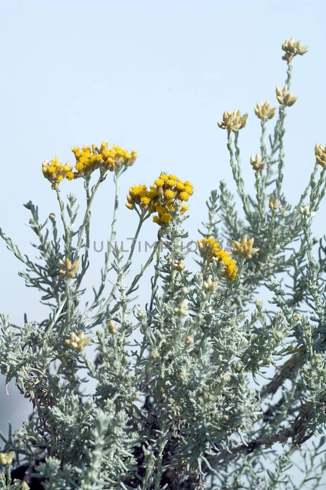 Zwergcurrystrauch  Currykraut  Helichrysum italicum