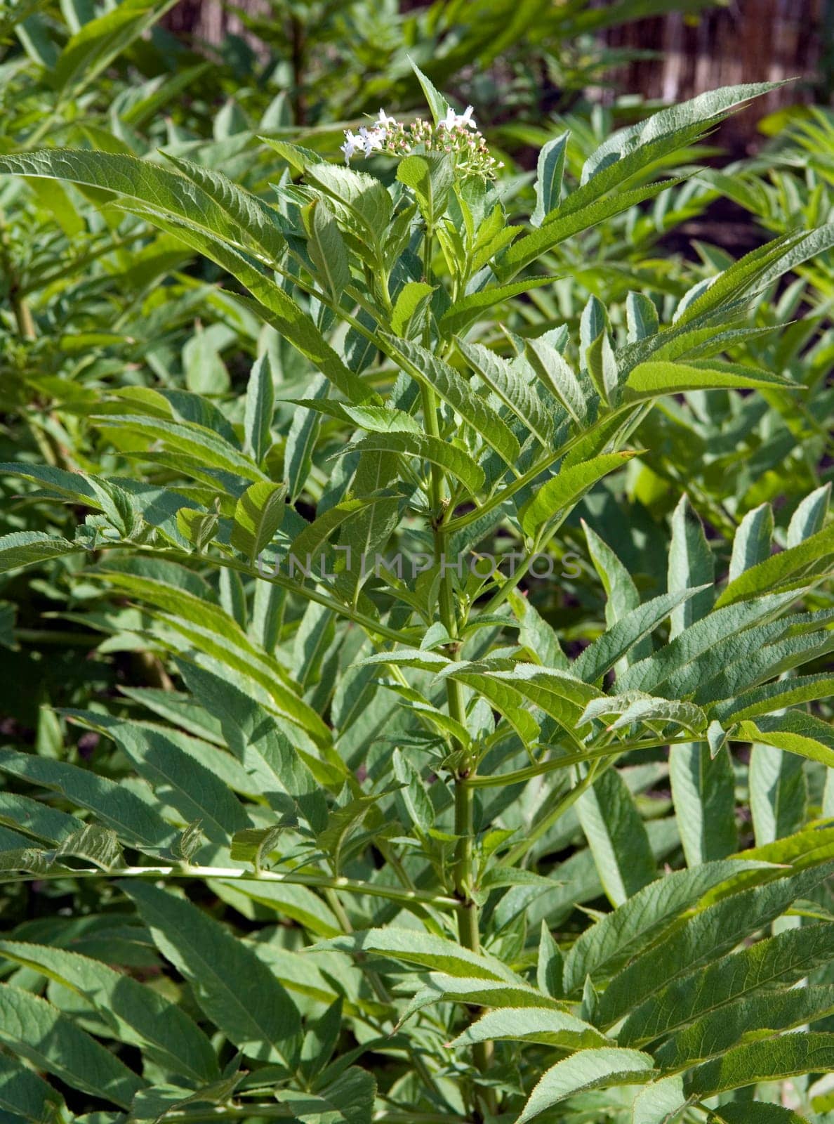 Zwergholunder  Sambucus ebulus
