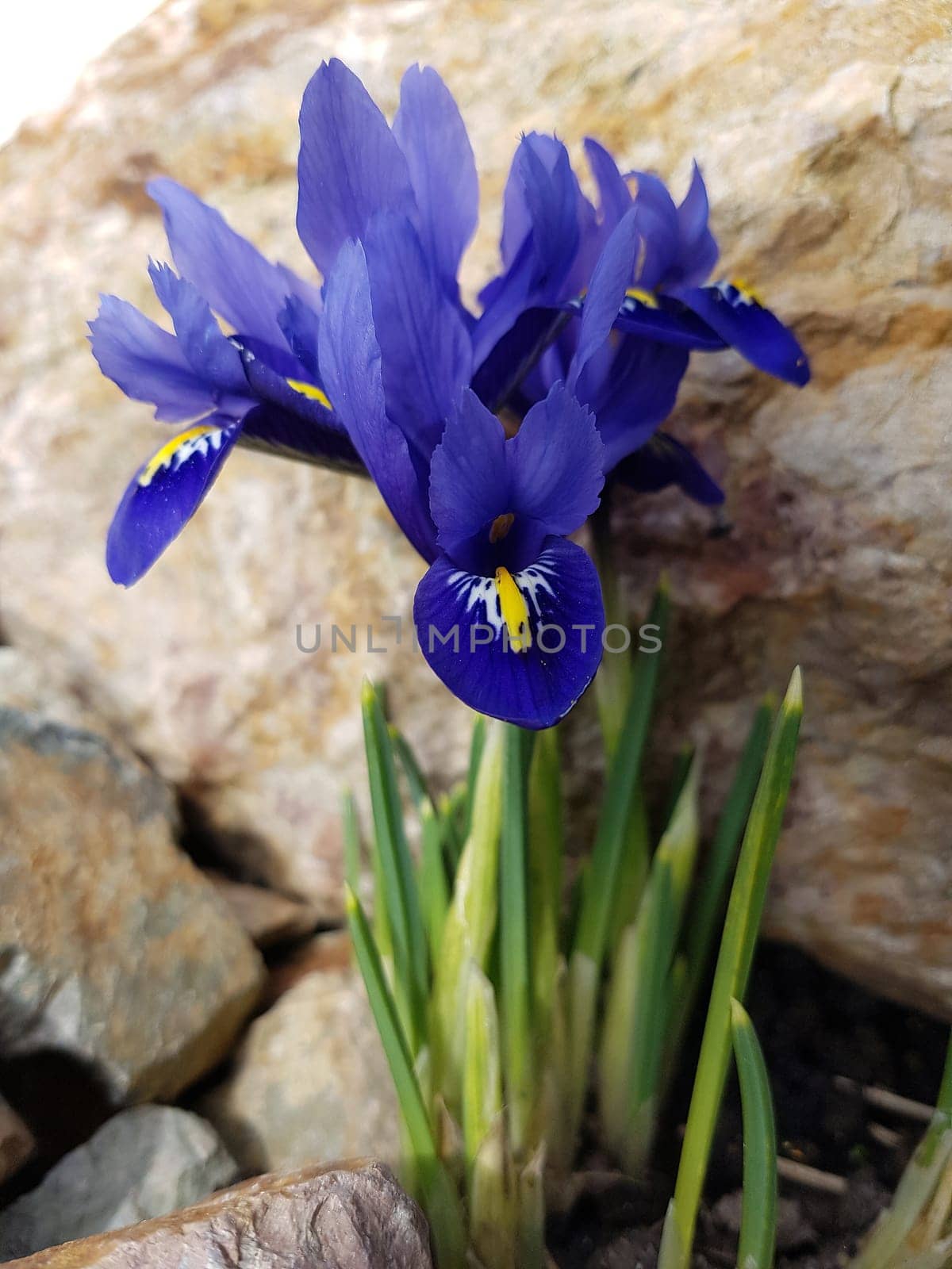 Zwergiris, Iris, reticulata