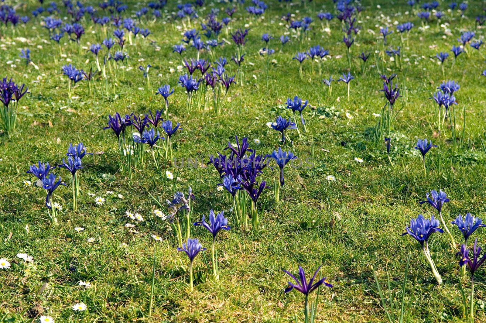 Zwergiris  Iris reticulata