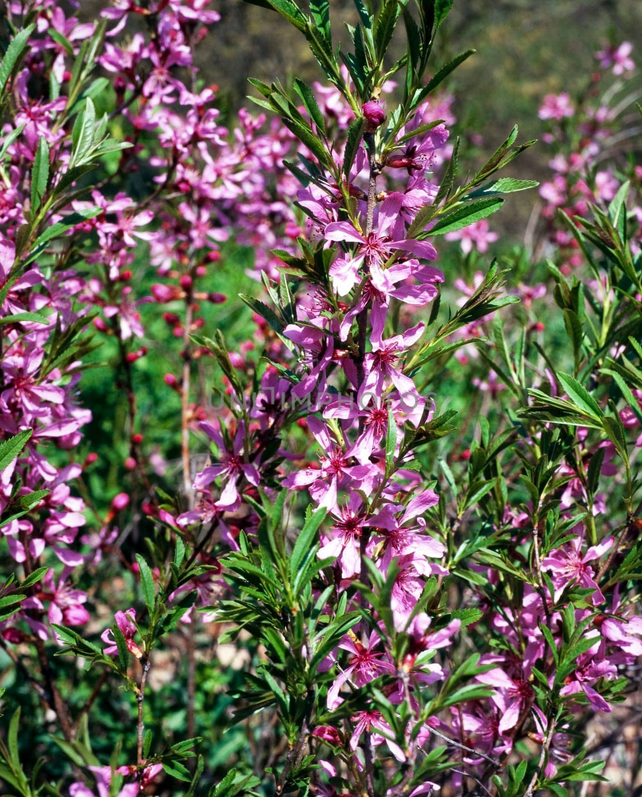 Zwergmandel, Prunus