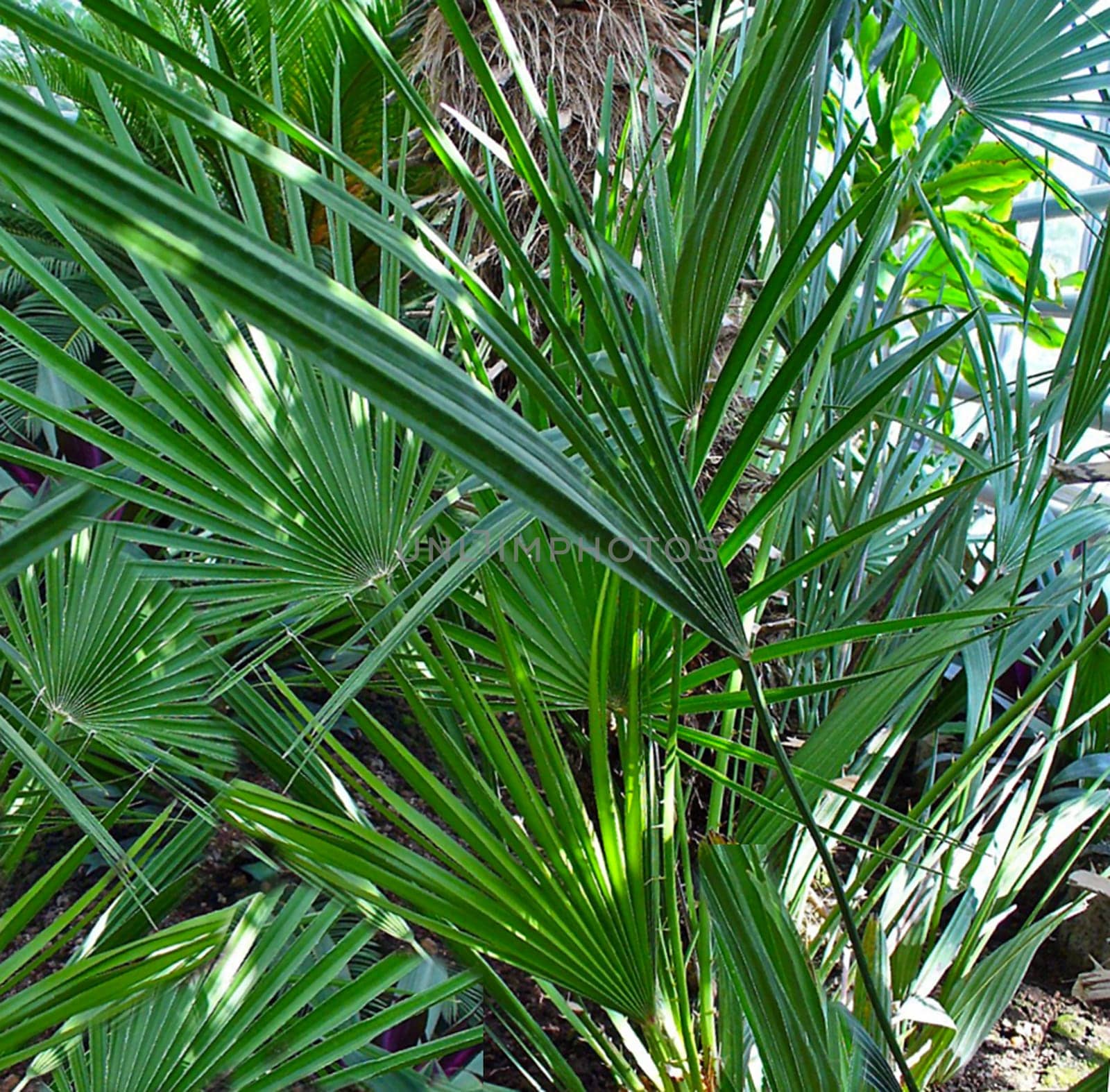 Zwergpalme, Saegepalme, Serenoa repens, Sabal serrulata