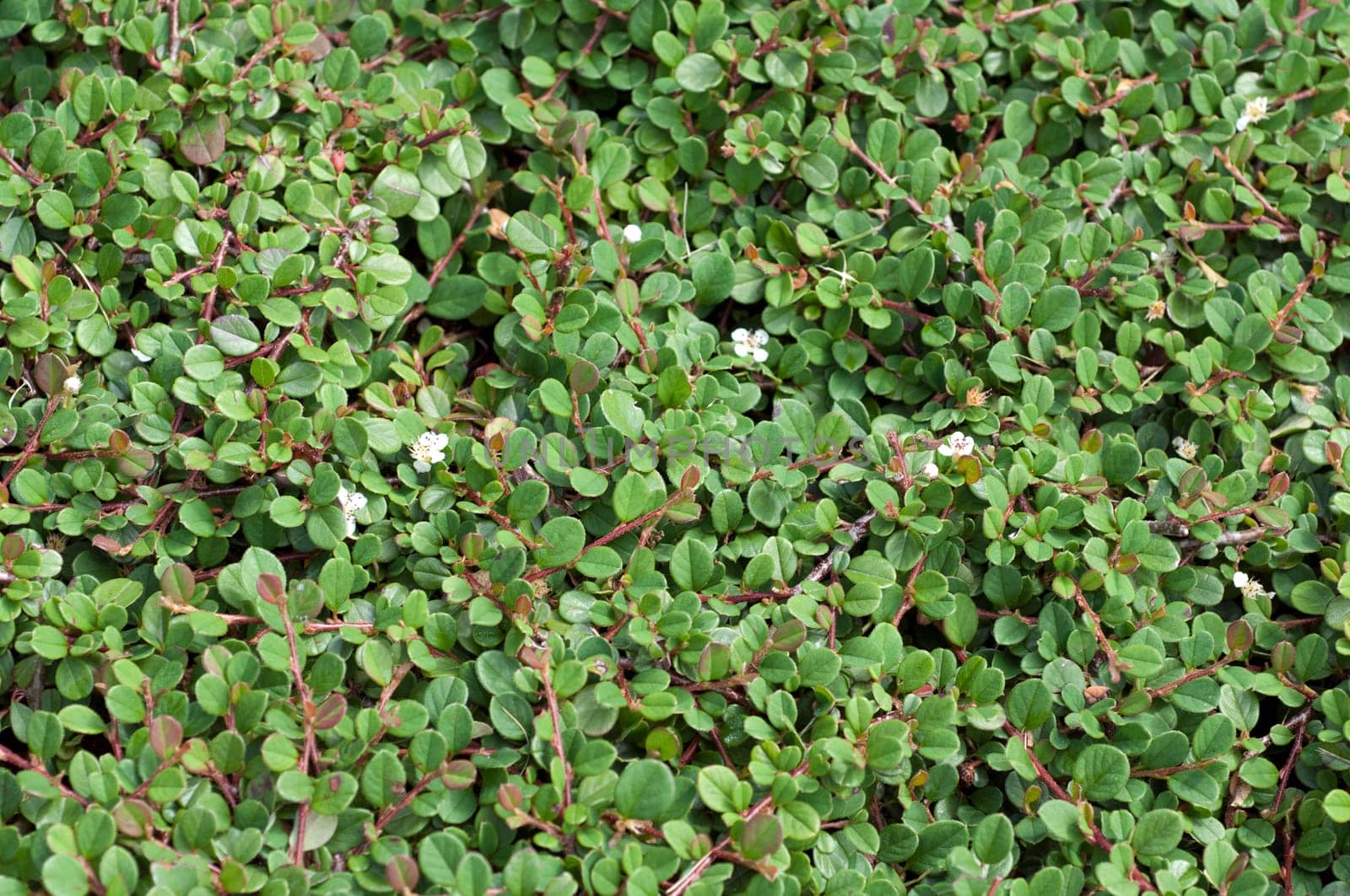 Zwergmispel, Cotoneaster, dammeri, Frieders Evergreen
