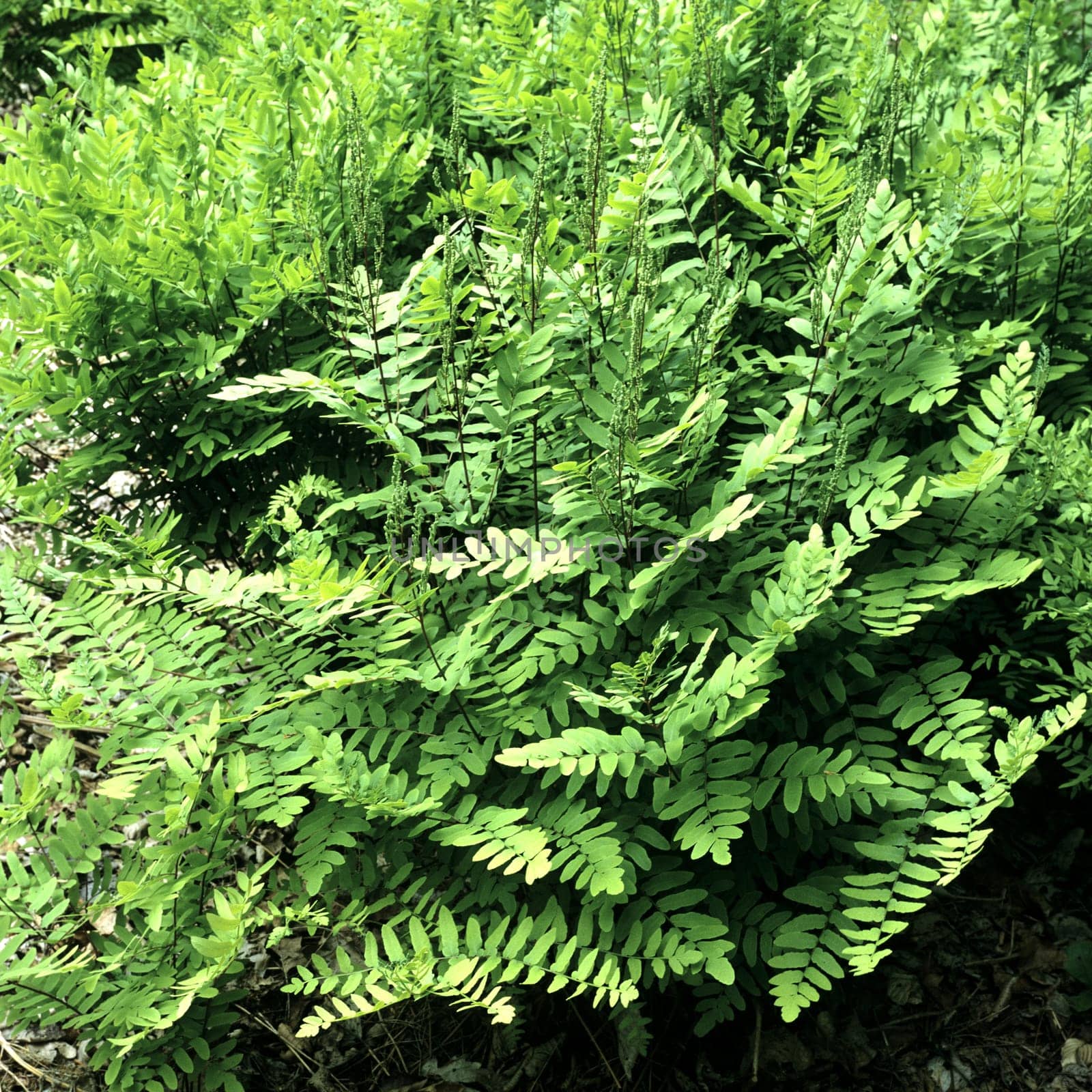 Zwergkoenigsfarn, Koenigsfarn, Osmunda regalis, Gracilis