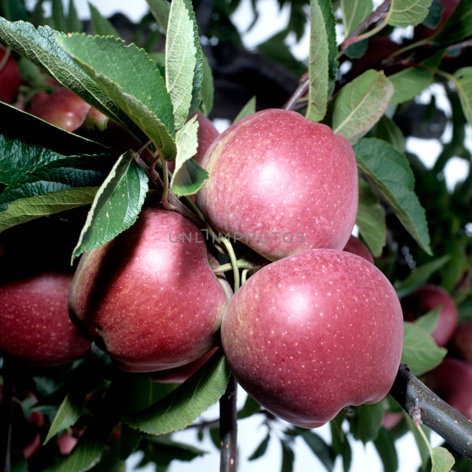 starking  Double Red Starking  Apfel