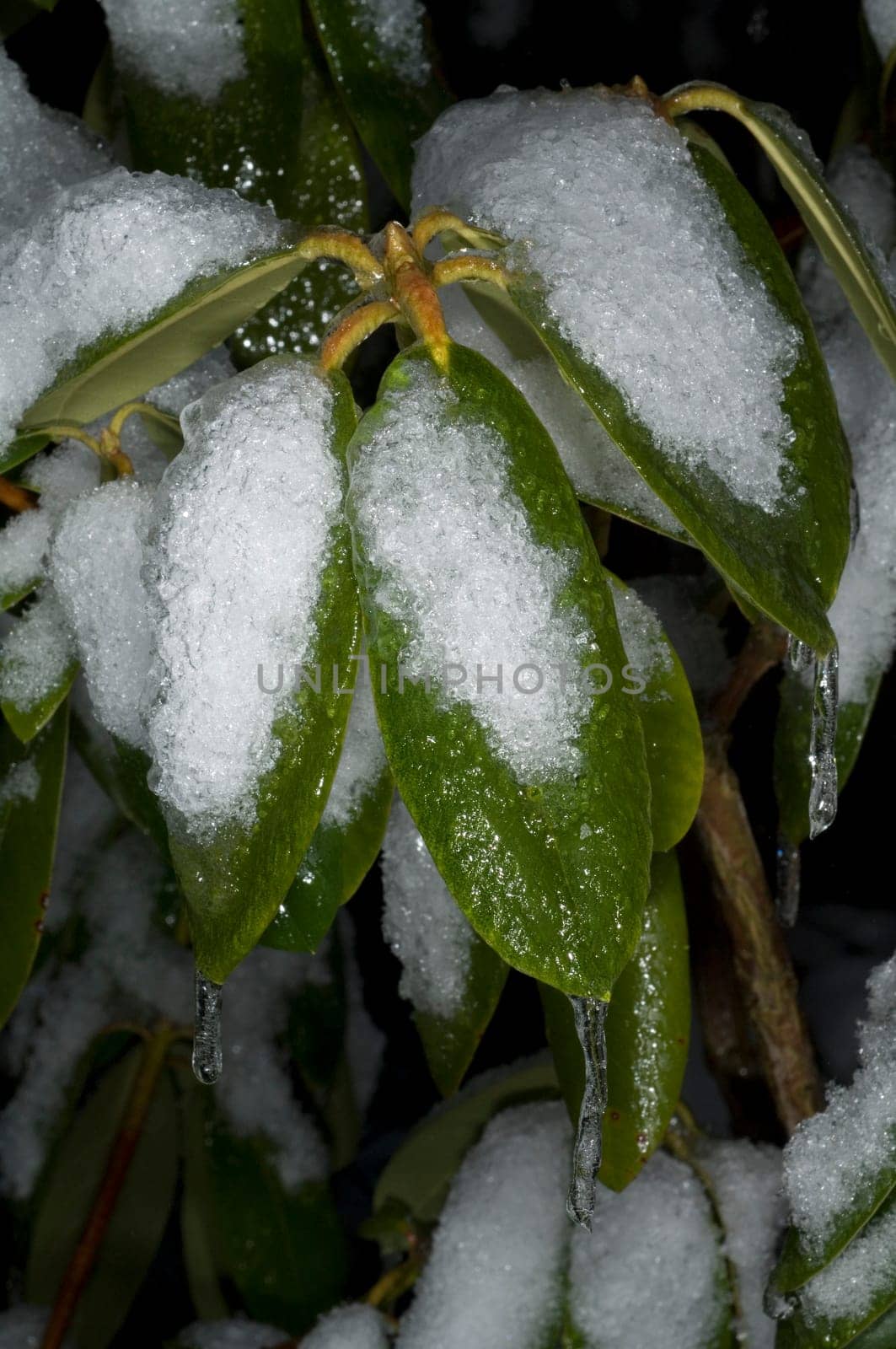 vereiste Aeste, Rhododendron