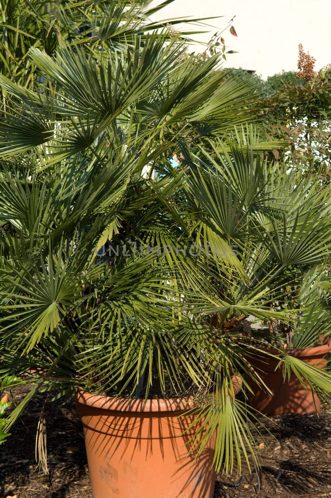 Zwergpalme, Chamaerops humilis