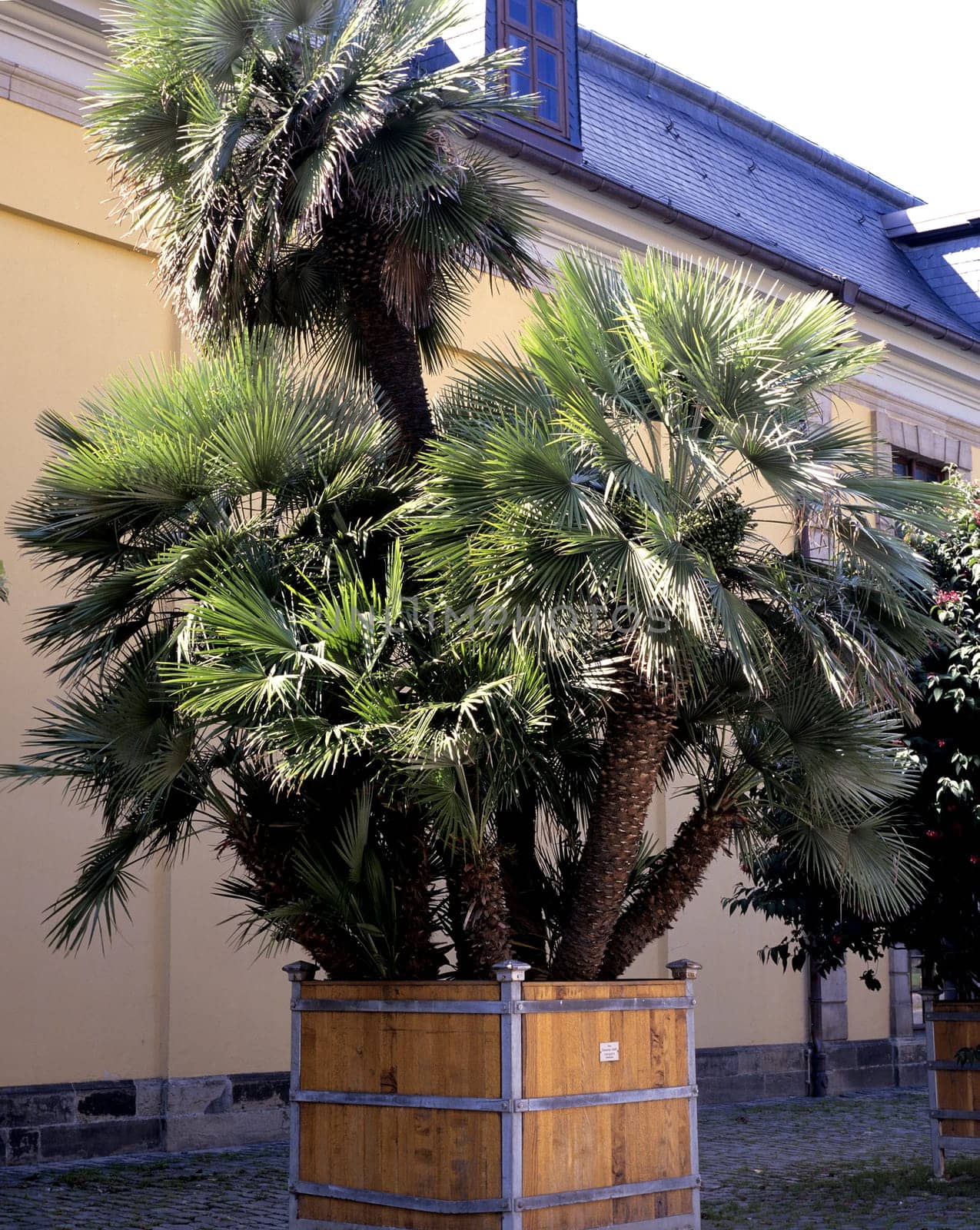 Zwergpalme, Chamaerops humilis.