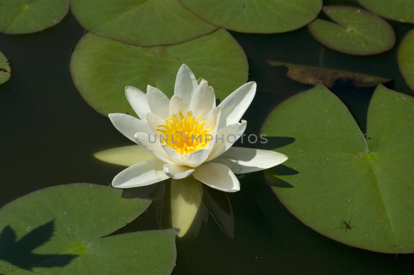 Weisse Seerose  Nymphaea alba