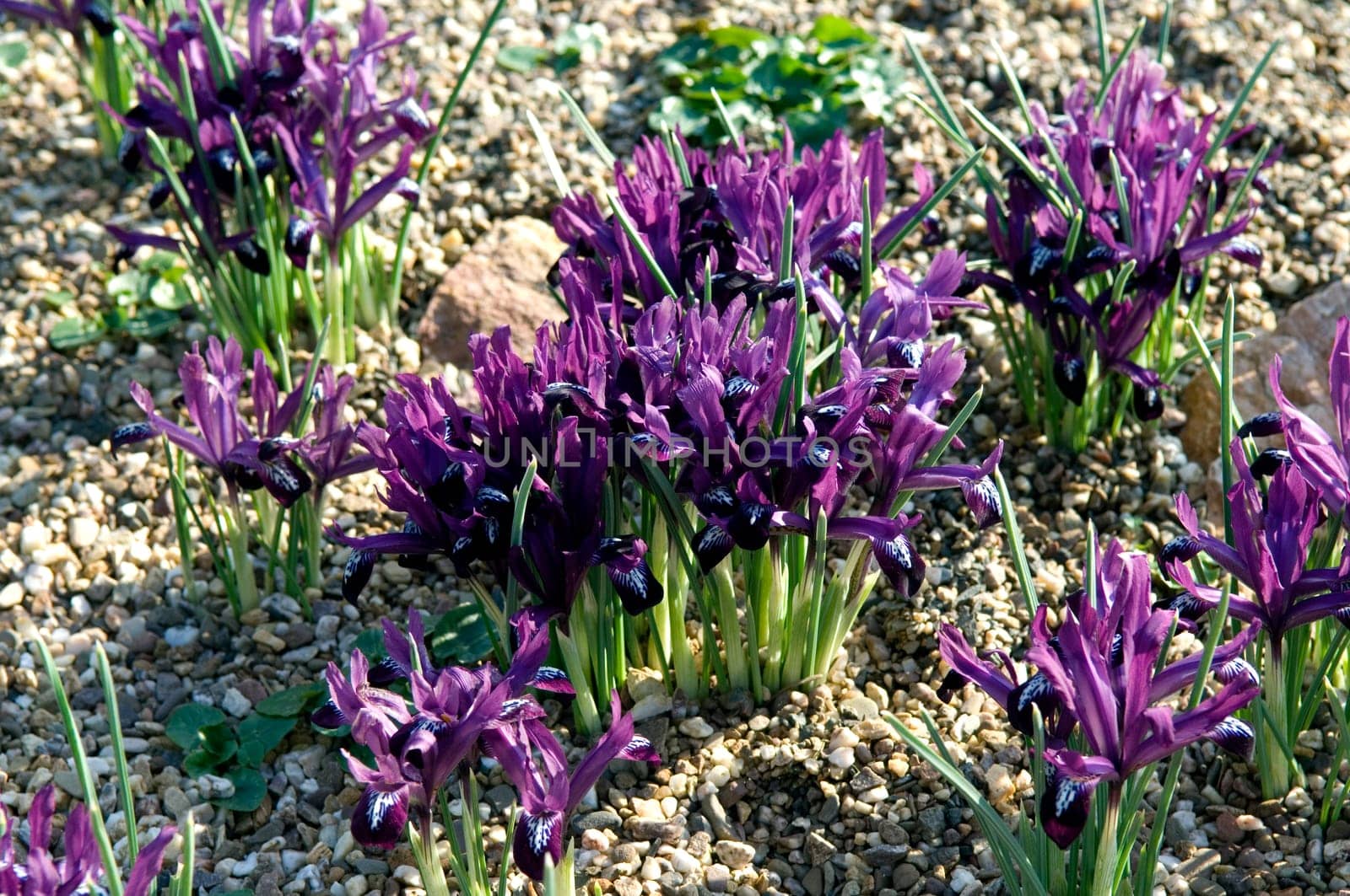 Zwergiris  Iris reticulata