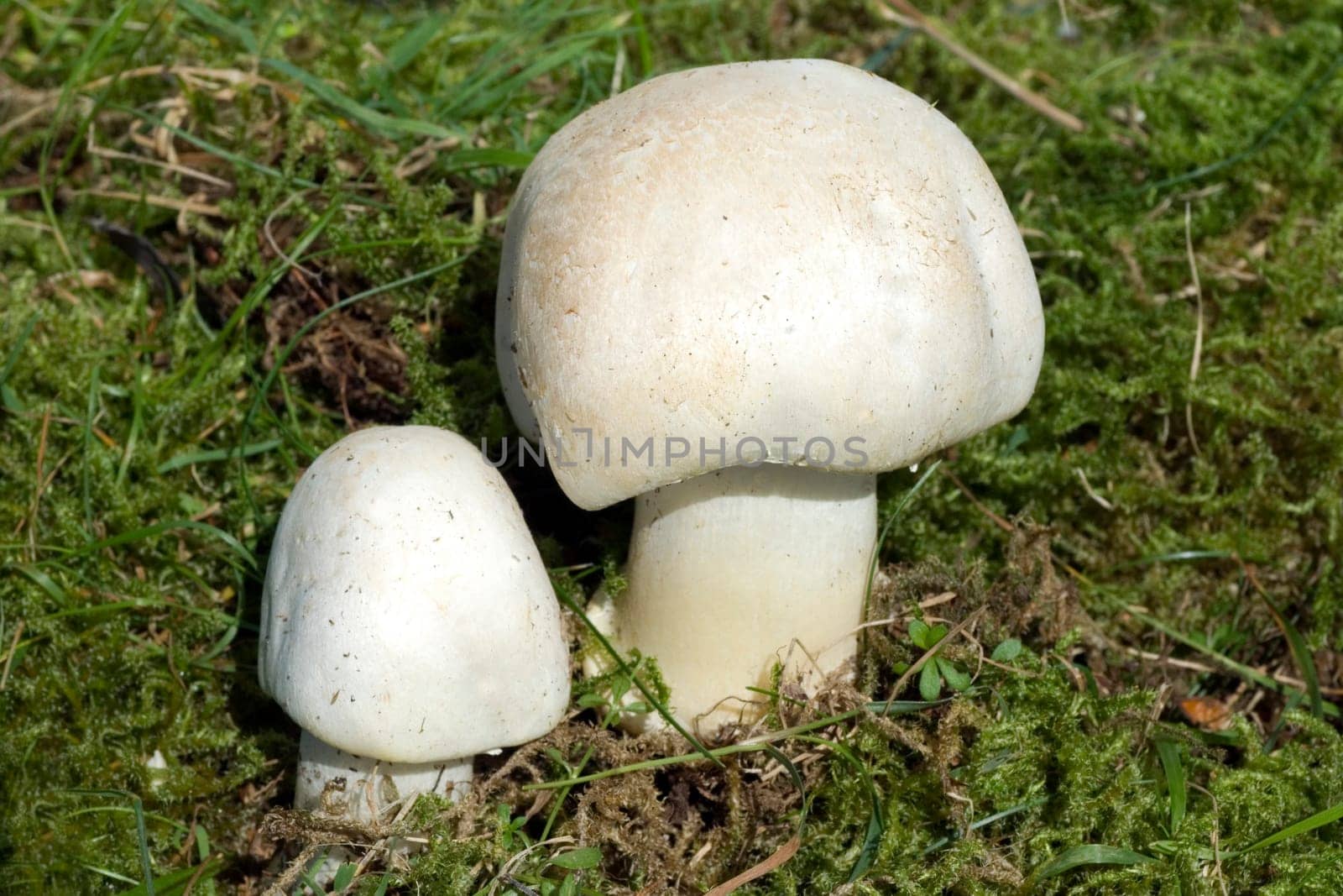 Wiesenchampignon