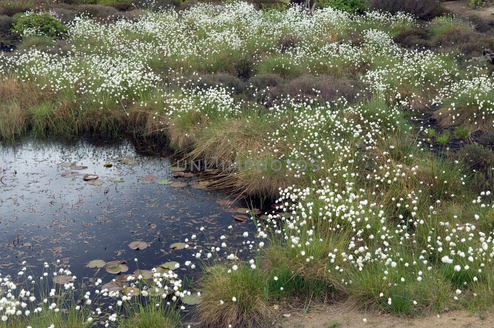 wollgras  eriophorum