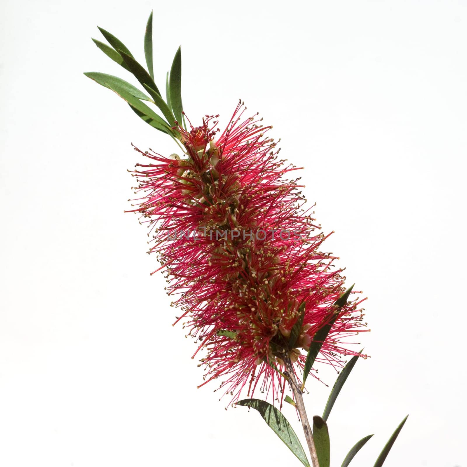 Zylinderputzer, Callistemom citrinus