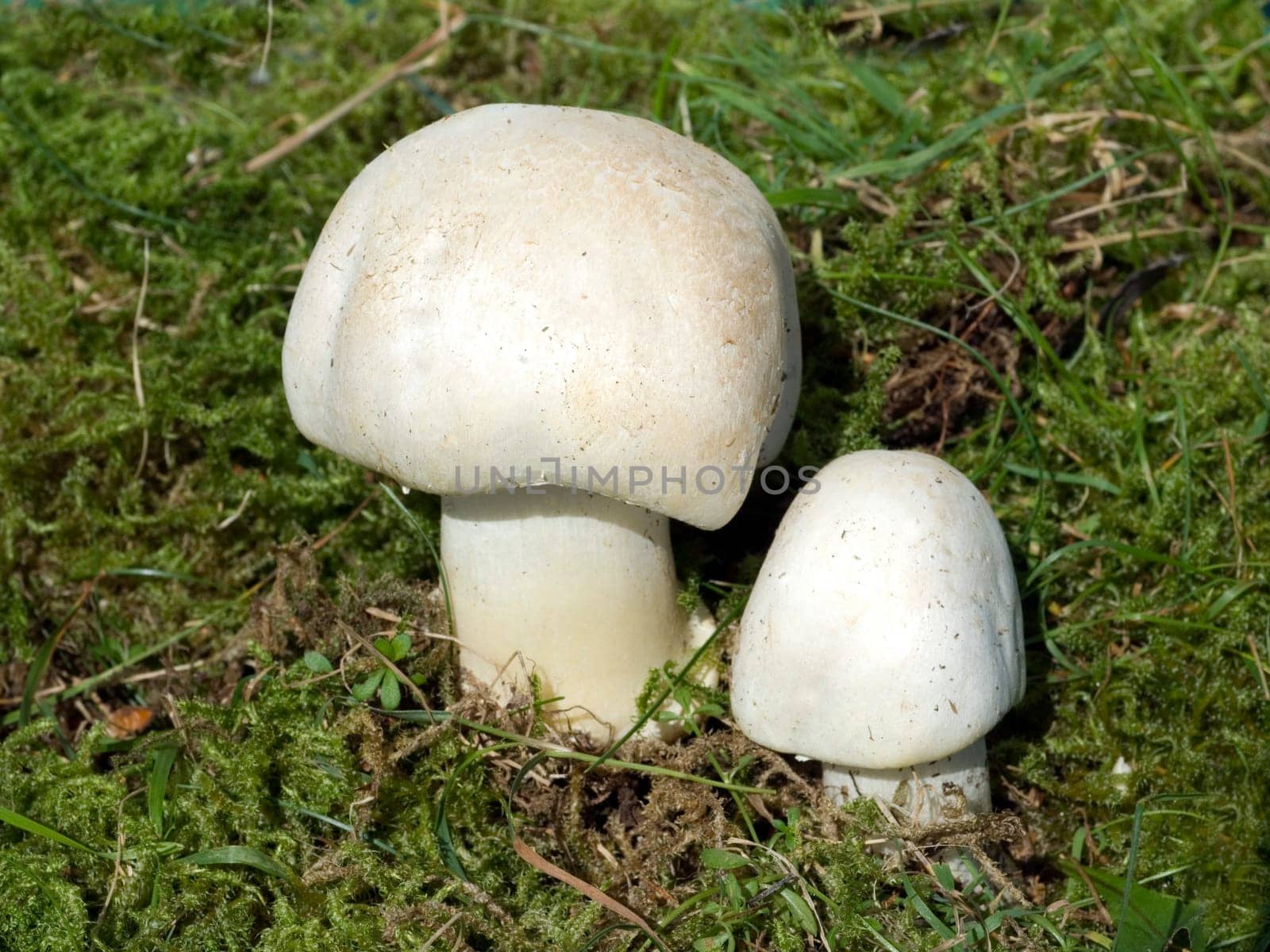 Wiesenchampignon, Agaricus campestris