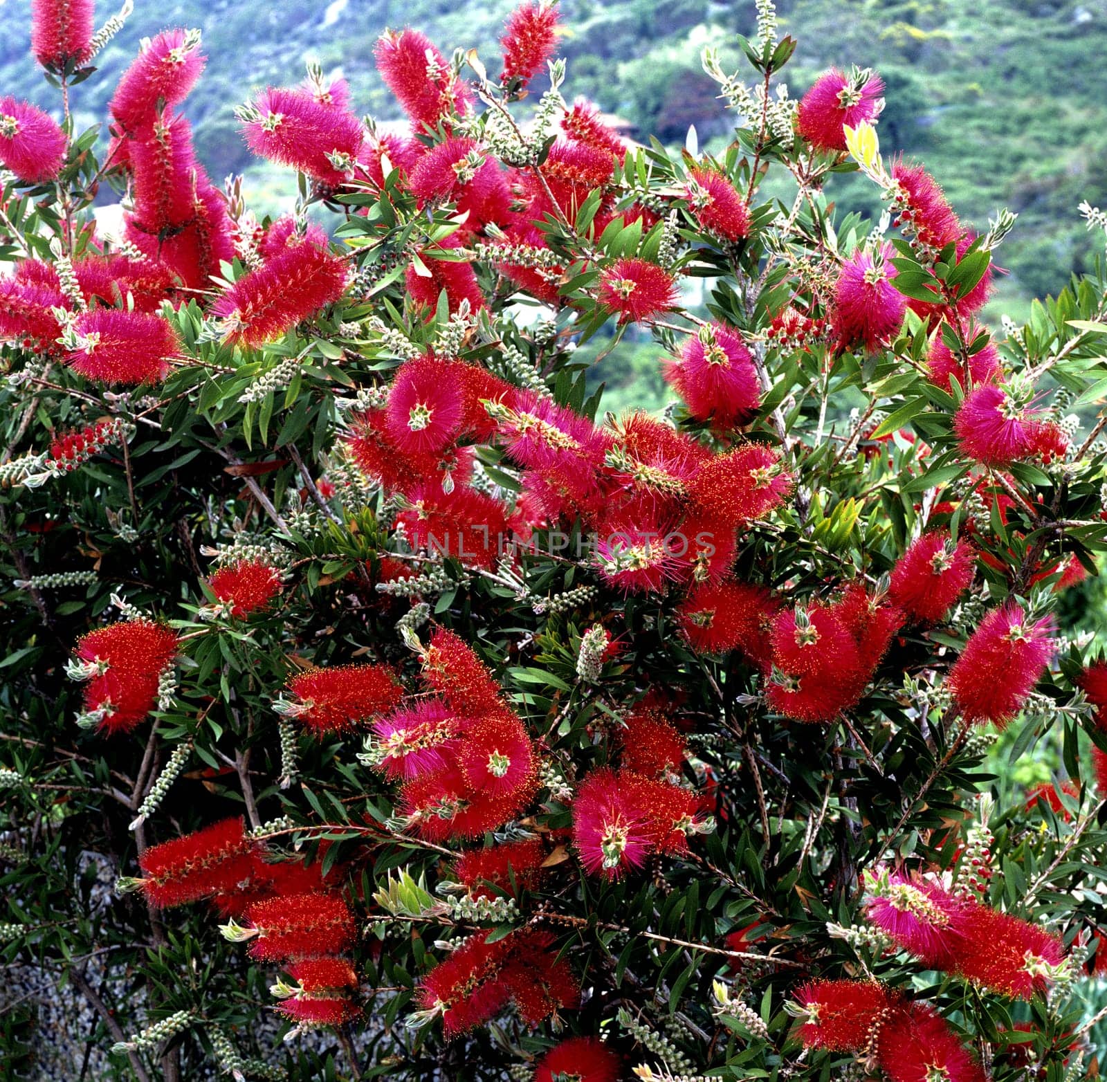 Zylinderputzer, Callistemom citrinus