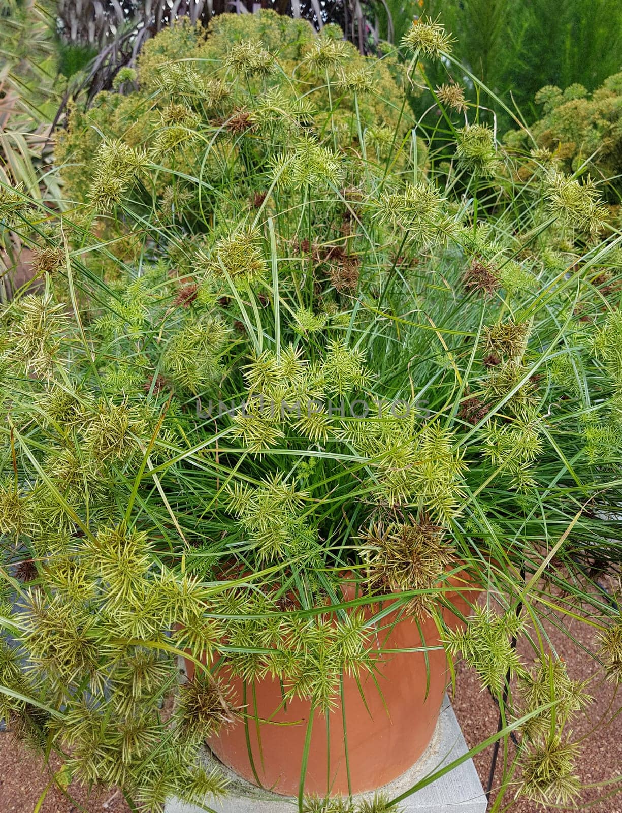 Zypergras, Cyperus cultivars, Nabucco, Wasserpflanze