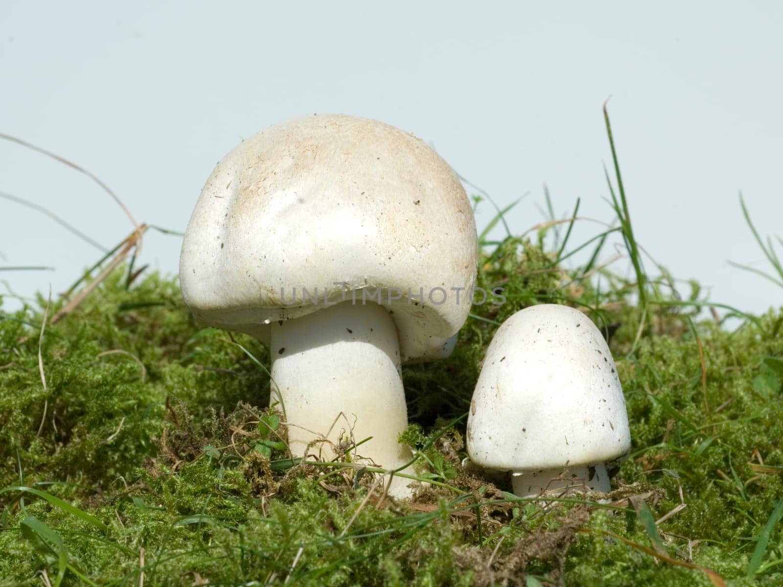 wiesenchampignon