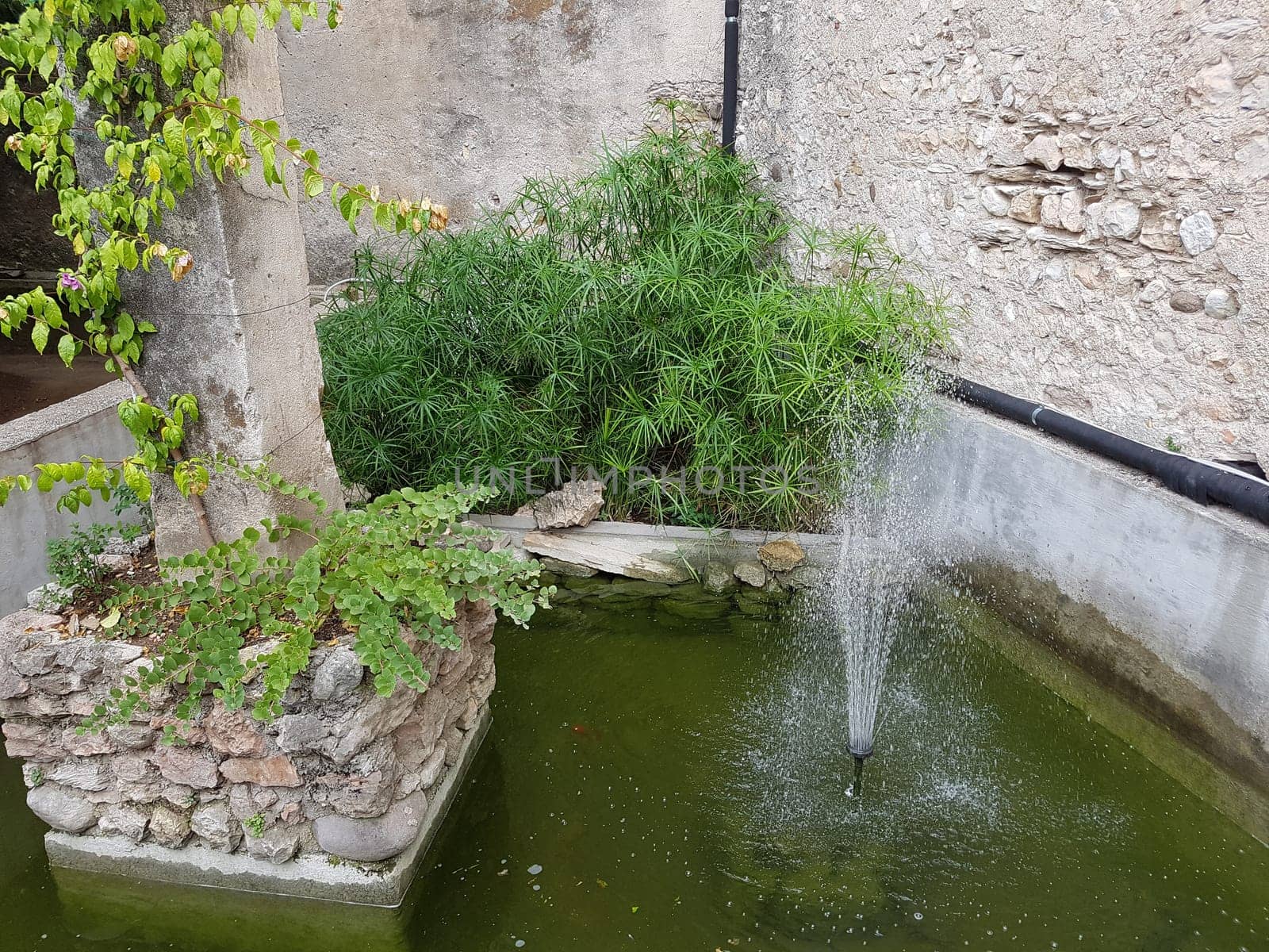 Zypergras, Cyperus, alternifolius, Wasserpflanze