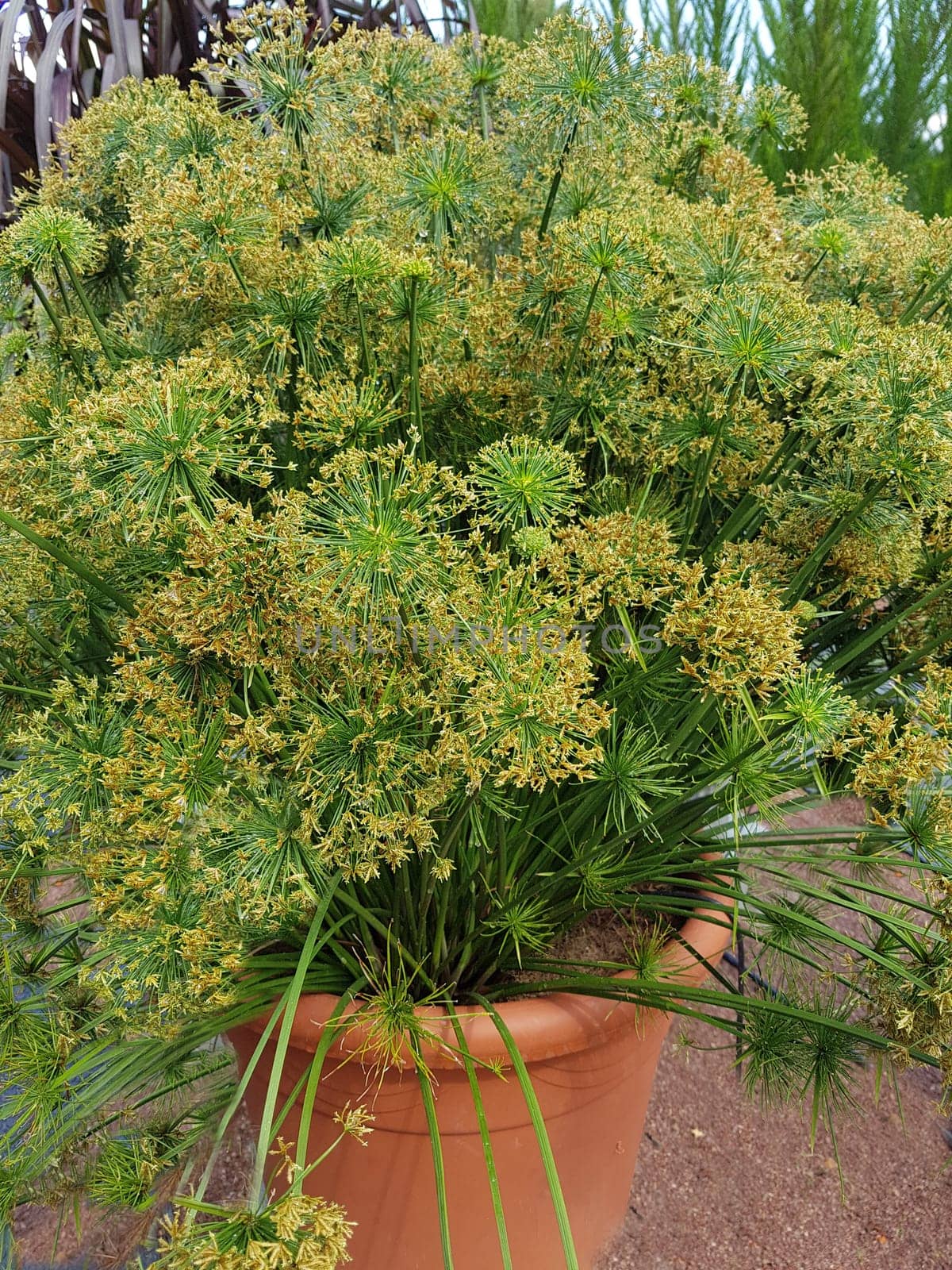 Zypergras, Cyperus cultivars, Nabucco, Wasserpflanze