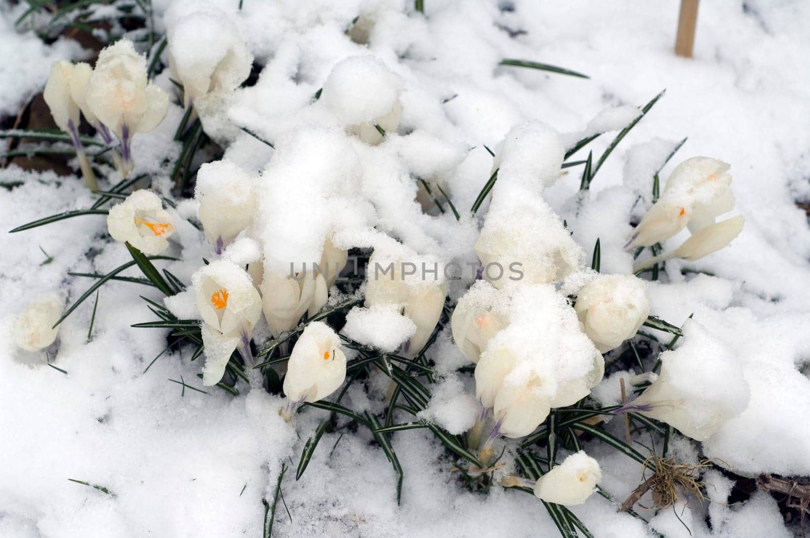 Krokusse, Schnee